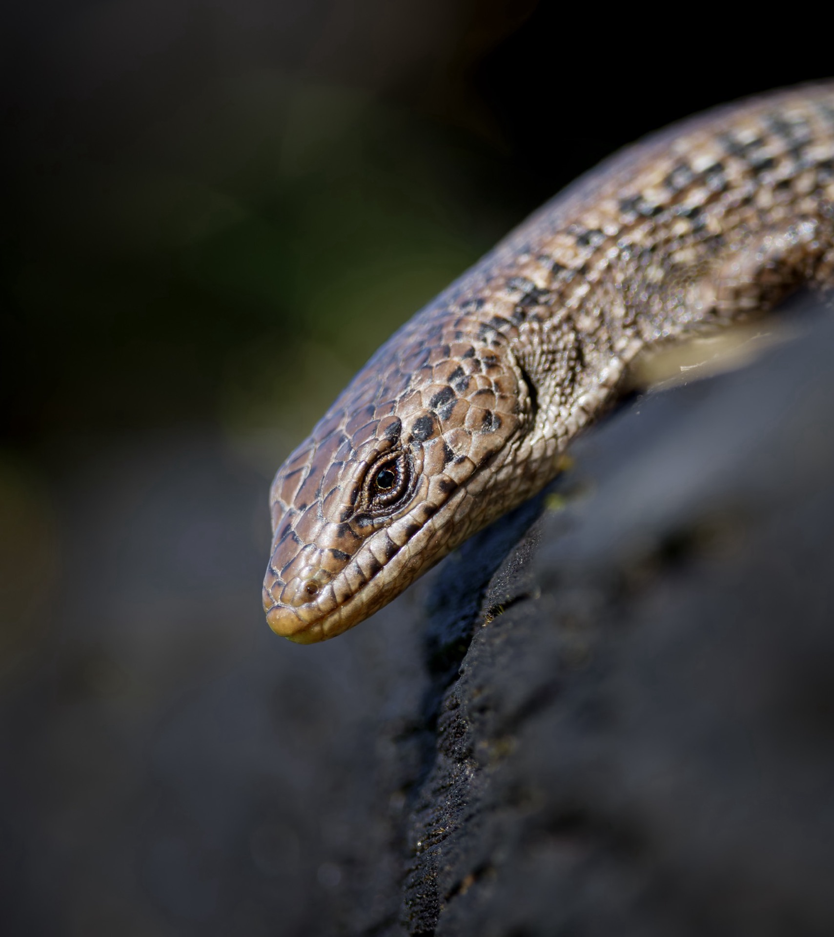 Northern Alligator Lizard