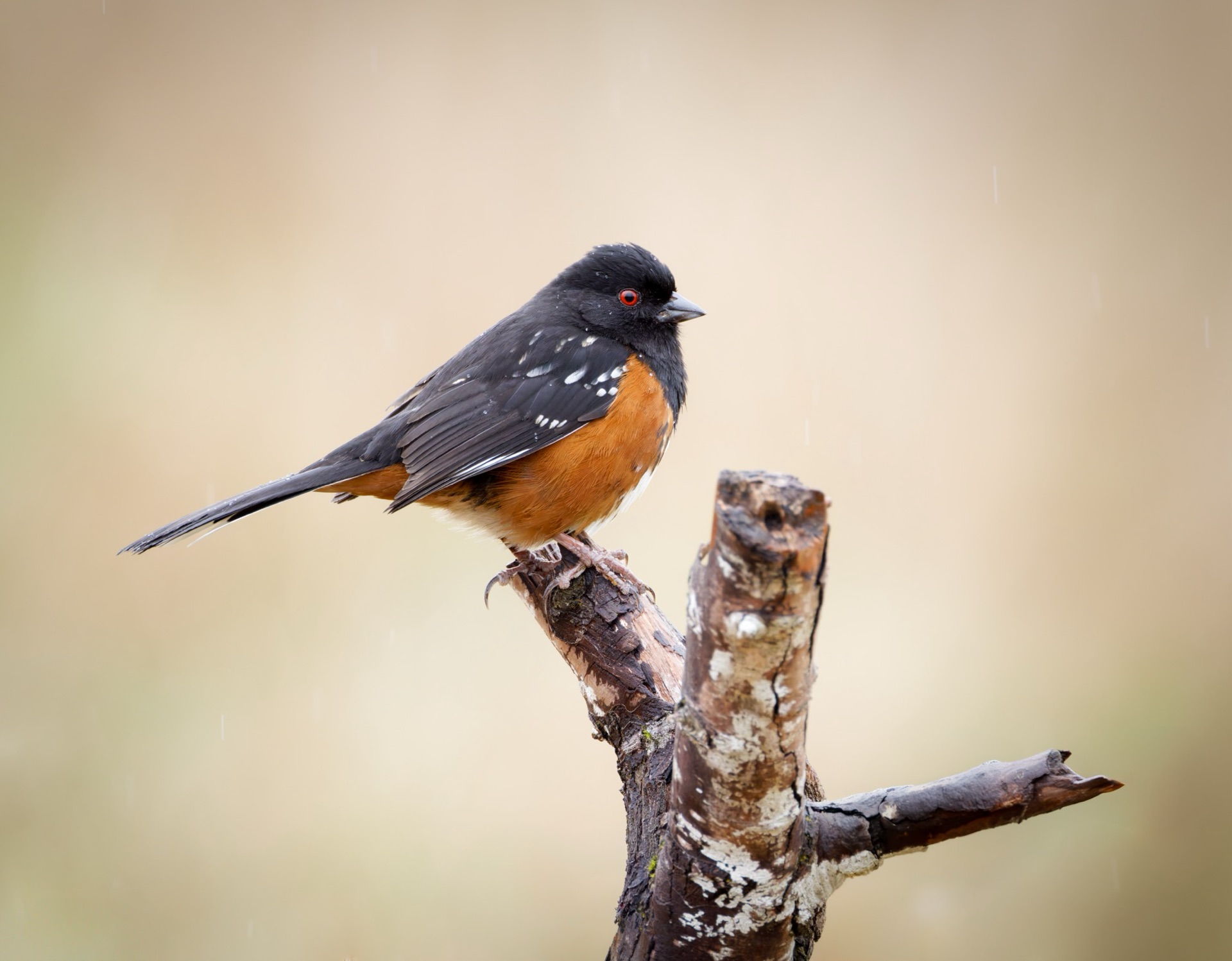 Spotted Towhee