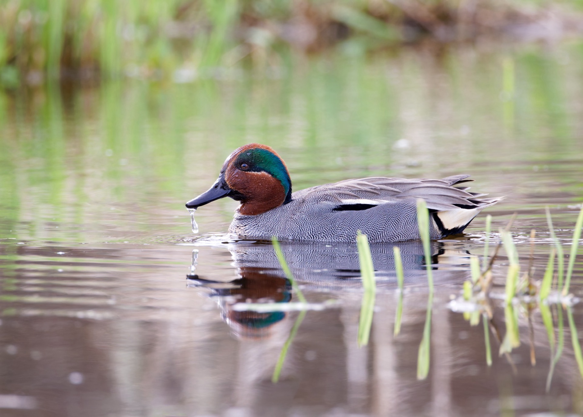 Green-winged Teal (Eurasian)