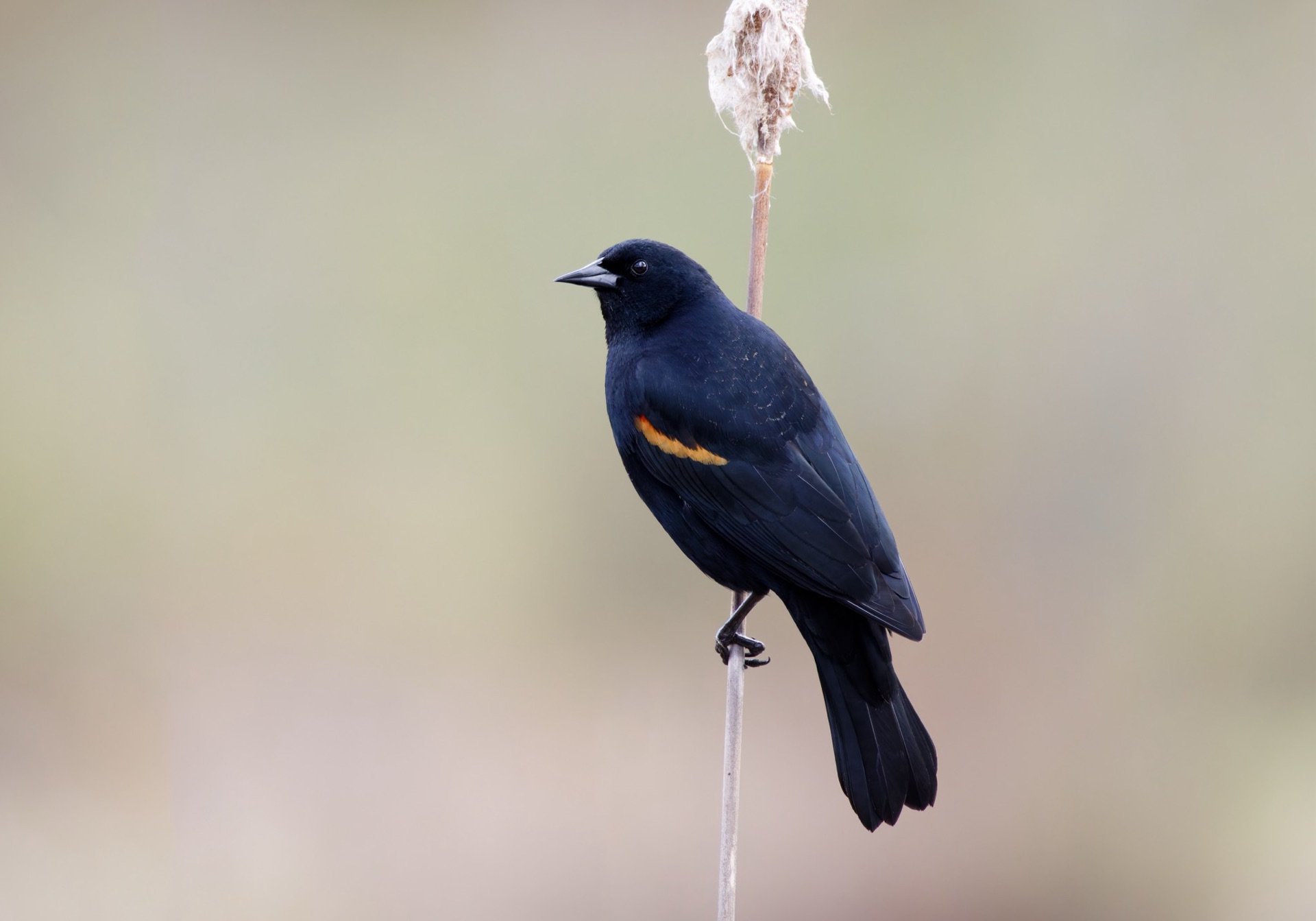 Red-winged Blackbird