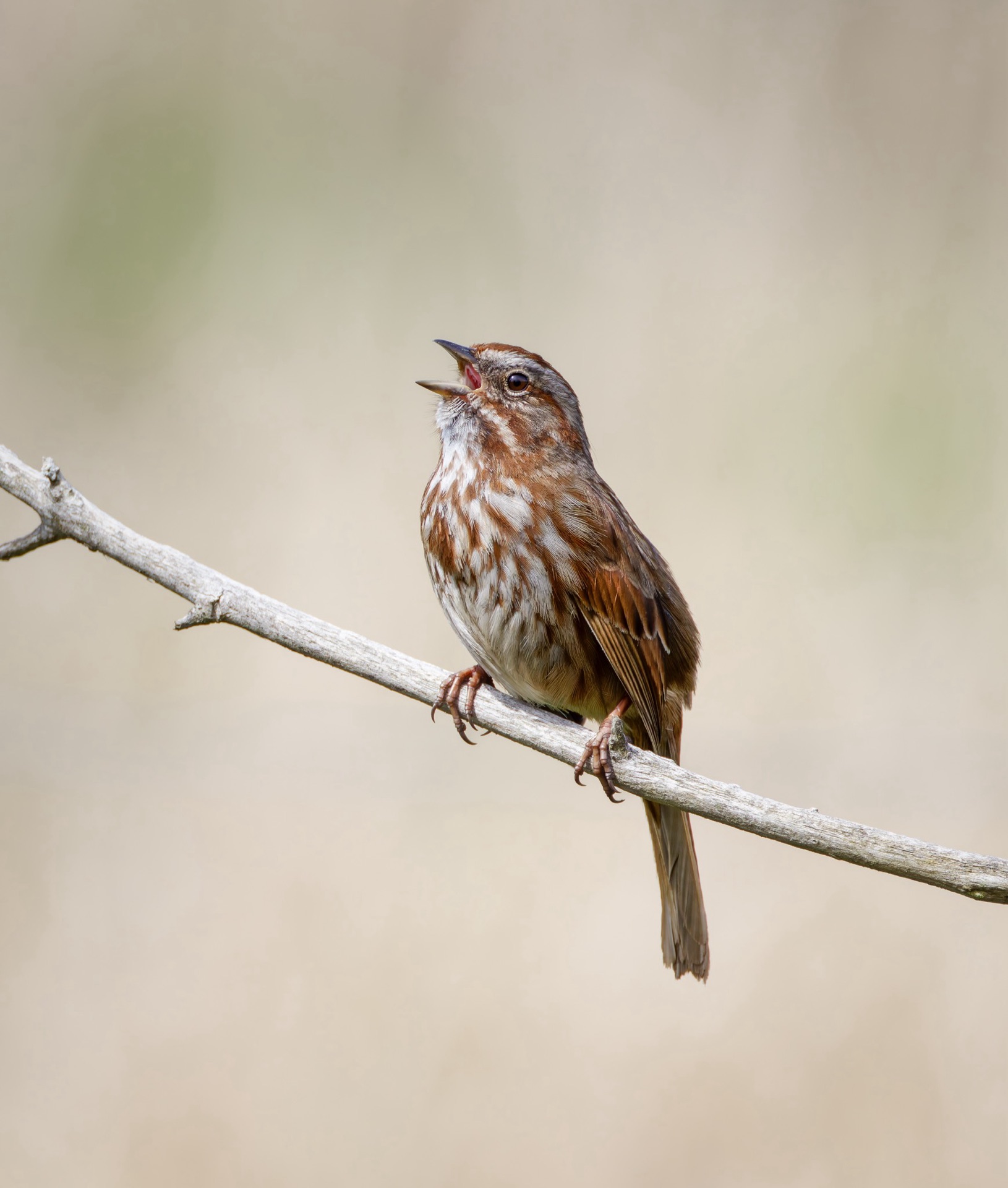 Song Sparrow
