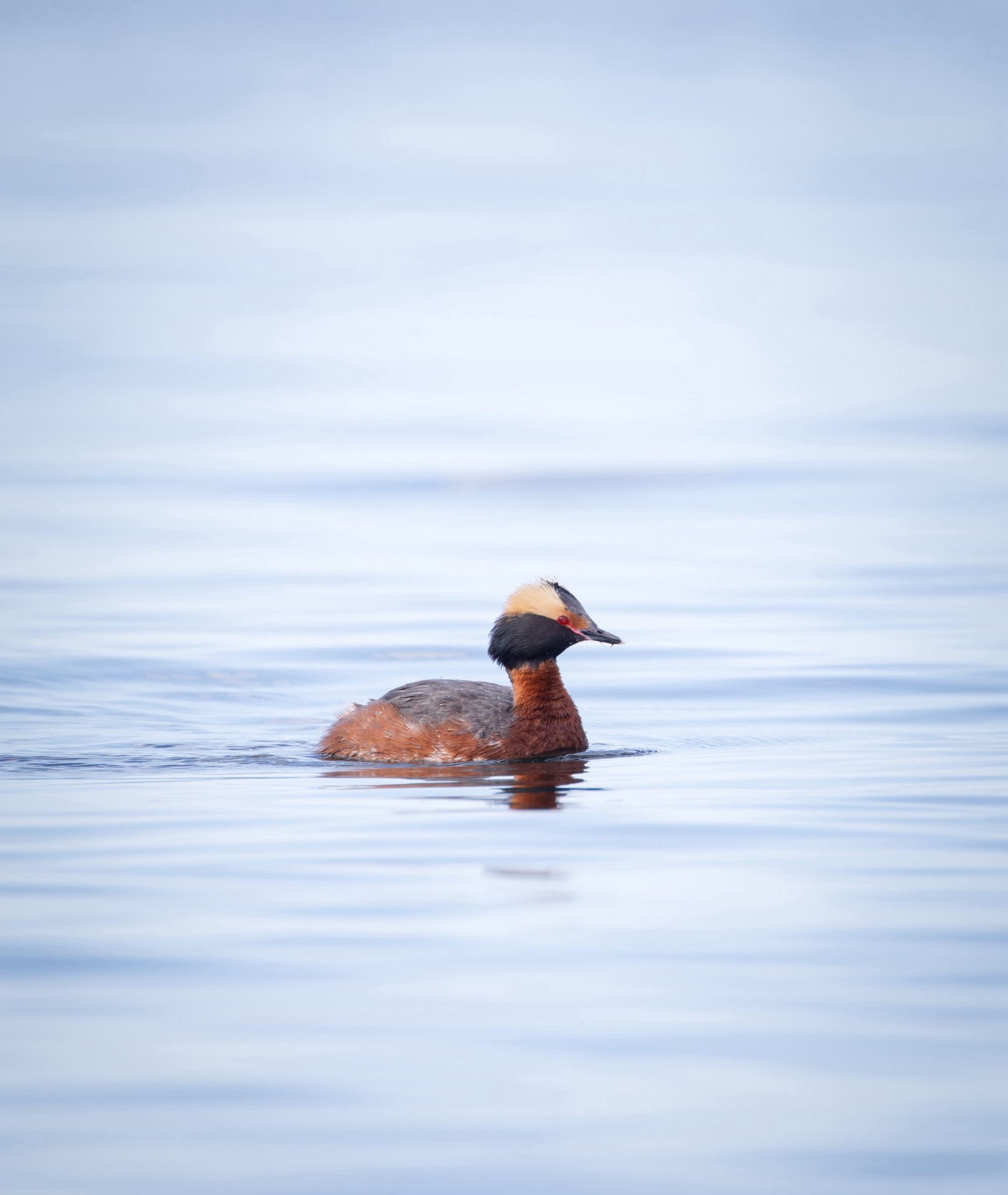 Horned Grebe