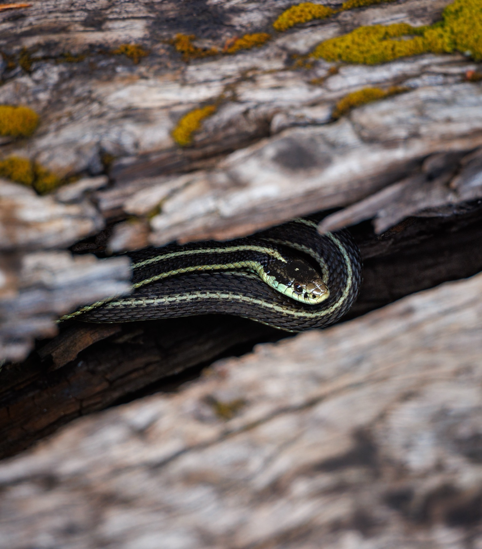 Garter Snake