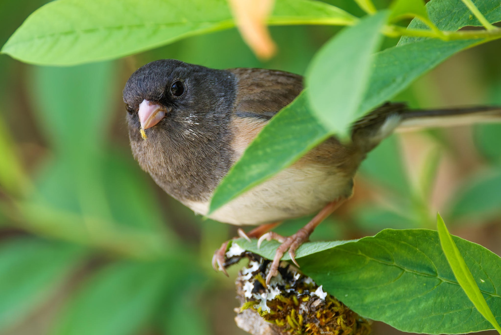 Dark-eyed Junco