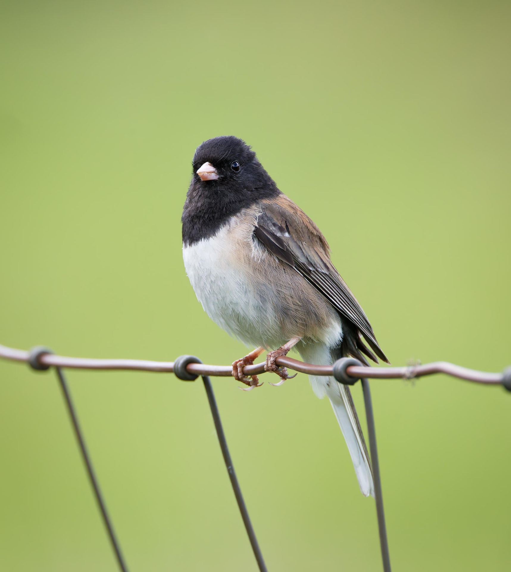 Dark-eyed Junco
