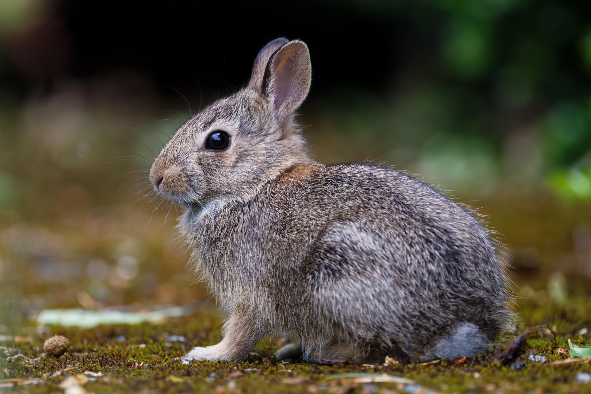 Eastern Cottontail