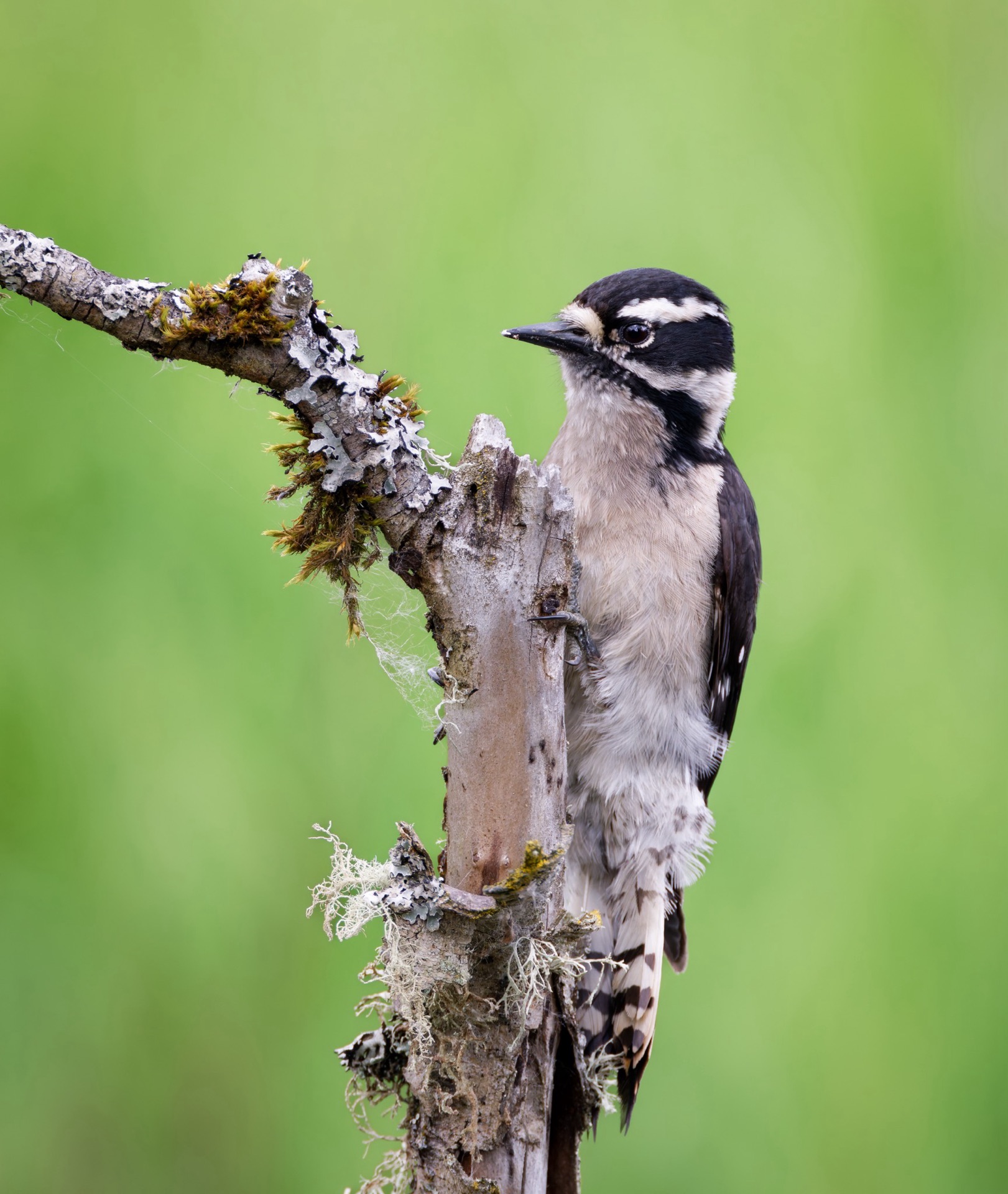 Downy Woodpecker