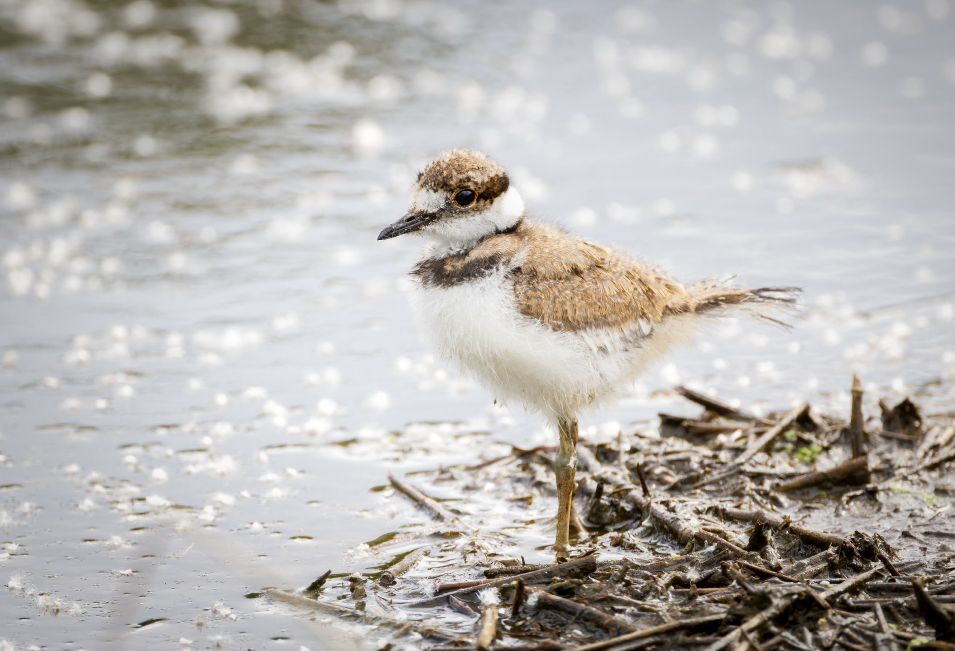 Killdeer