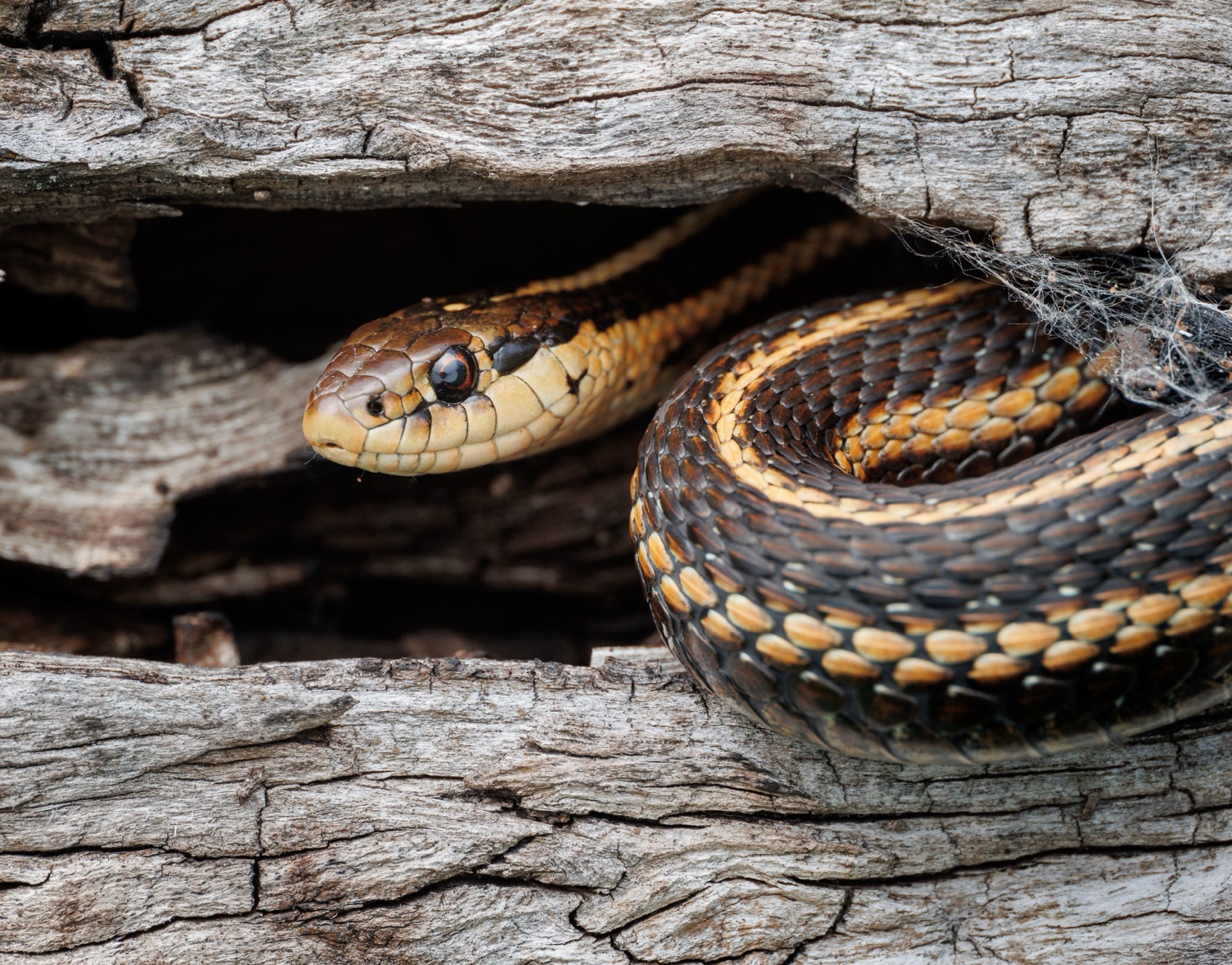 Garter Snake