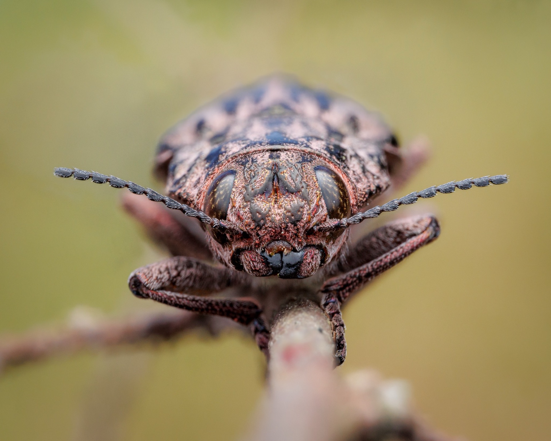 Western Sculptured Pine Beetle