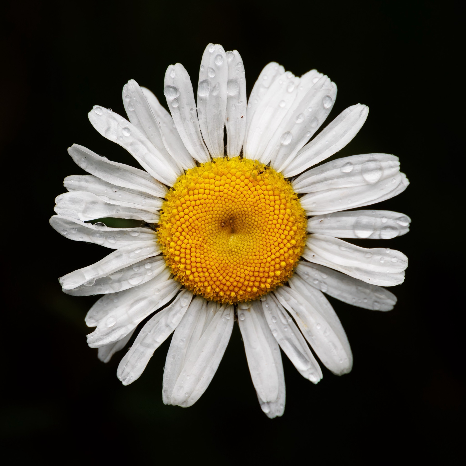 Daisy