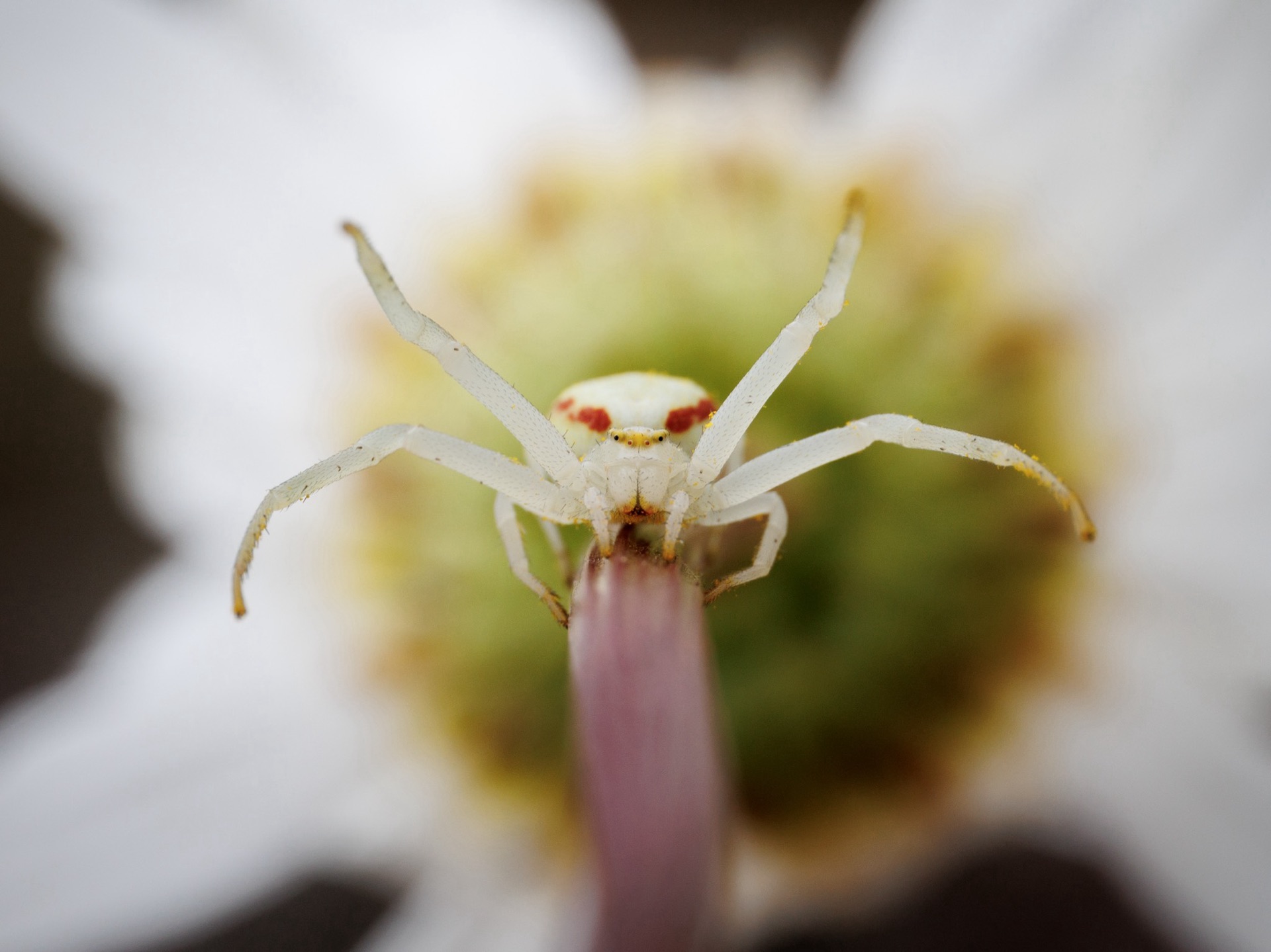 Crab Spider