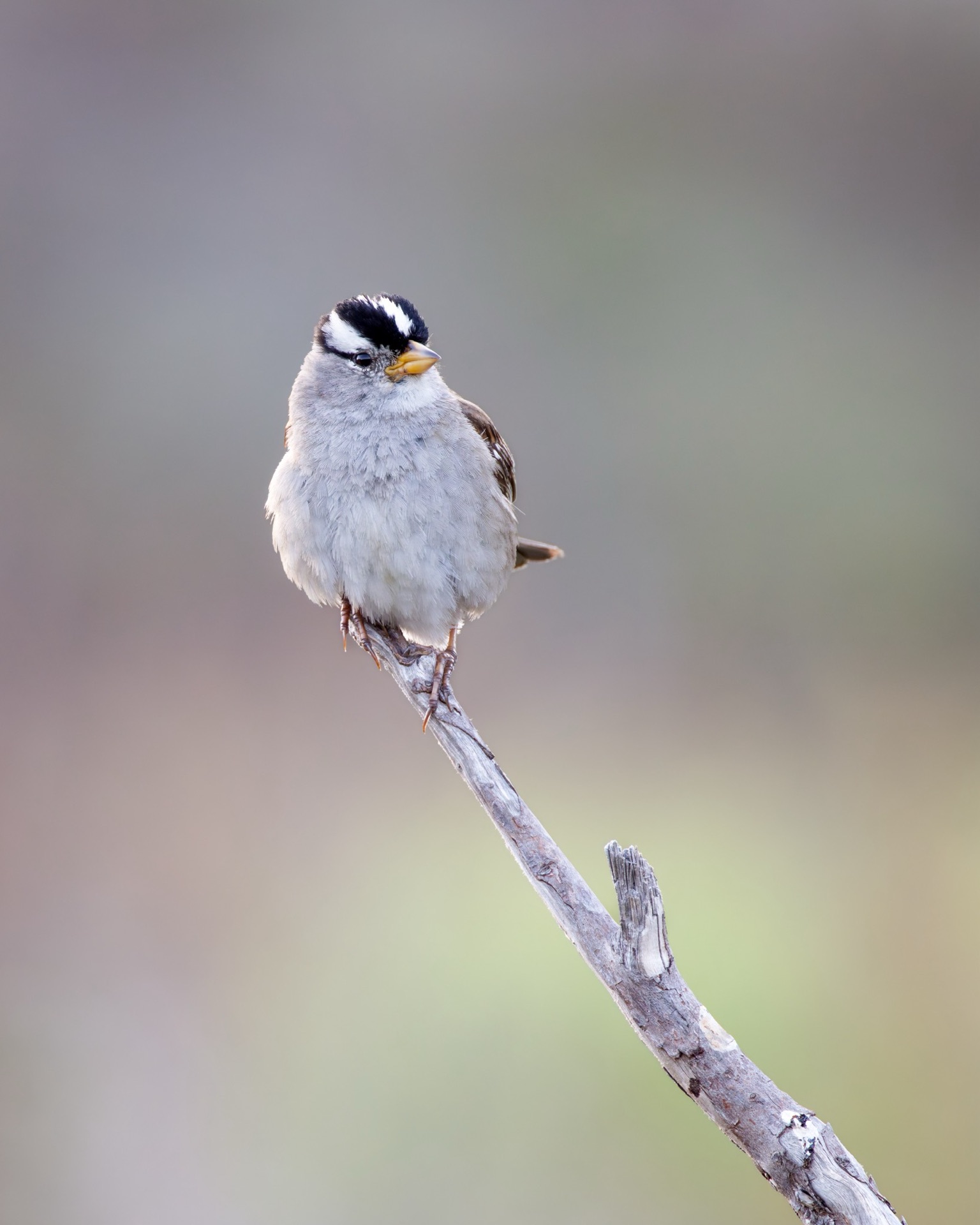 White-crowned Sparrow