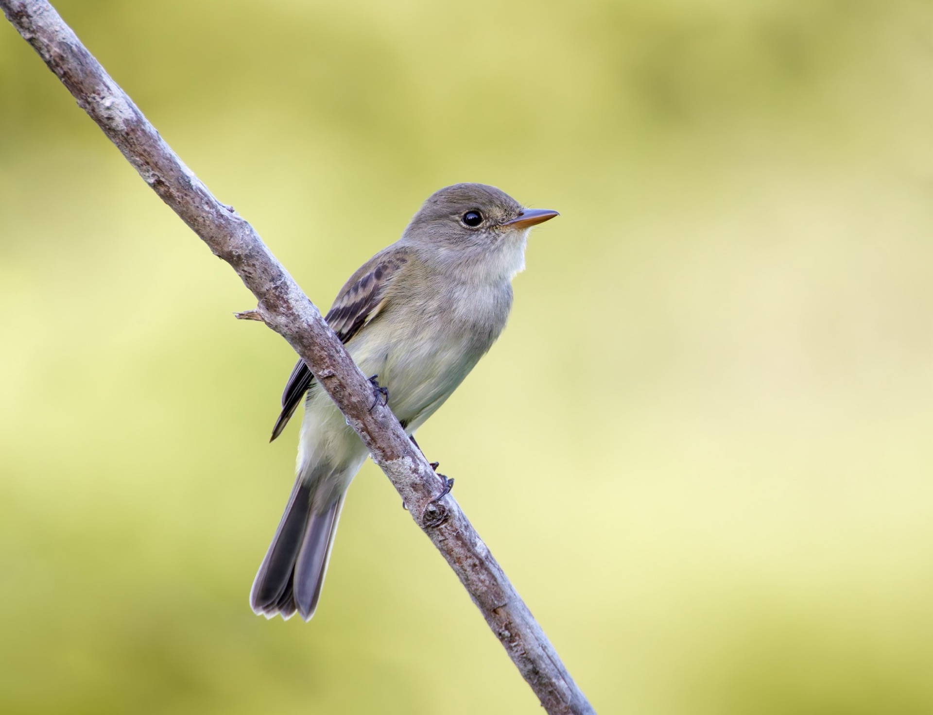 Willow Flycatcher