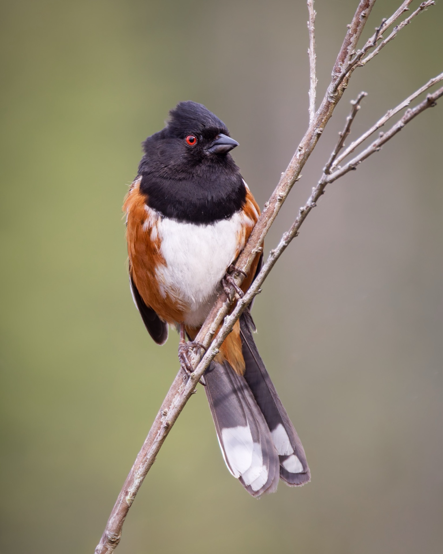 Spotted Towhee