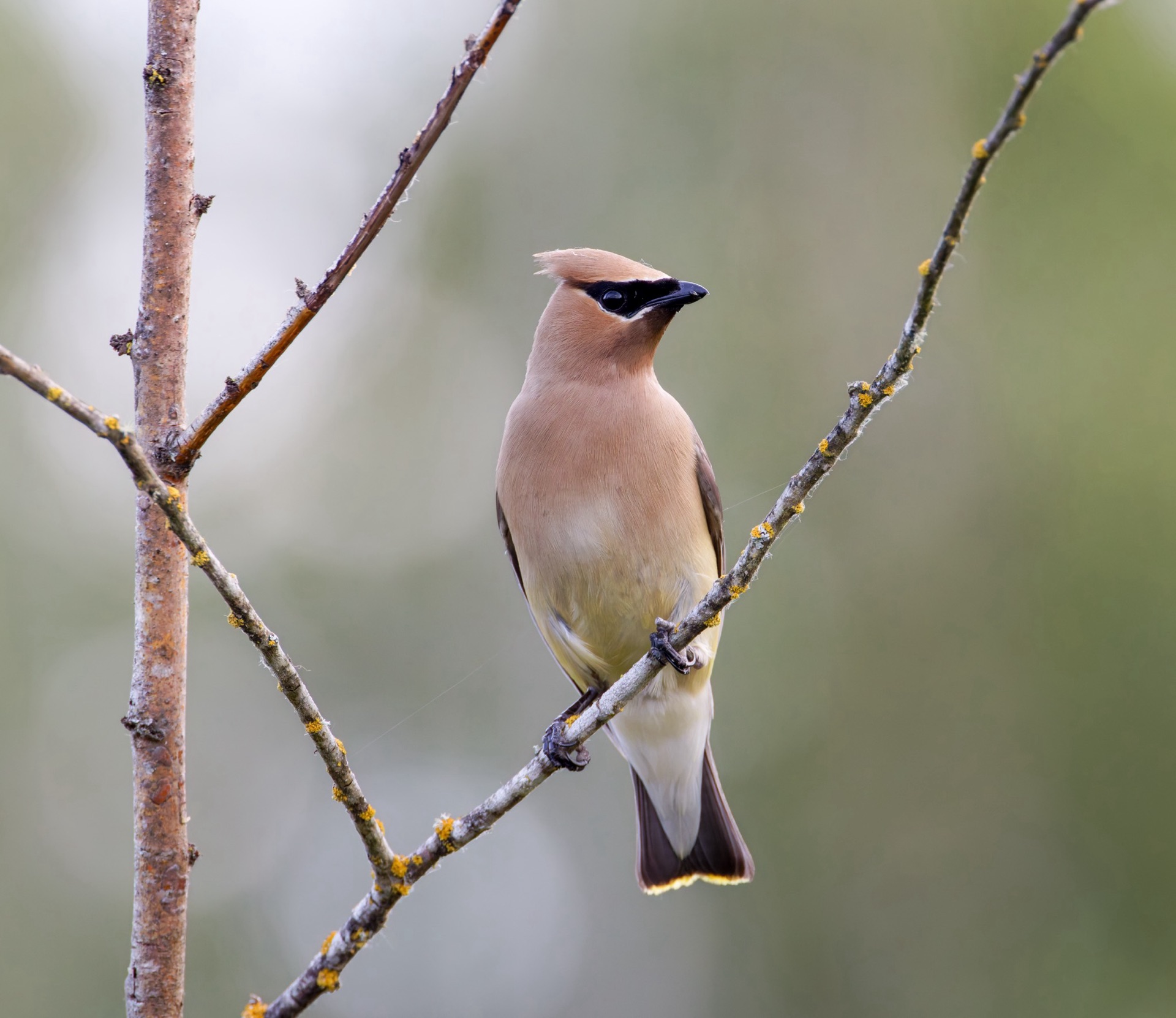 Cedar Waxwing