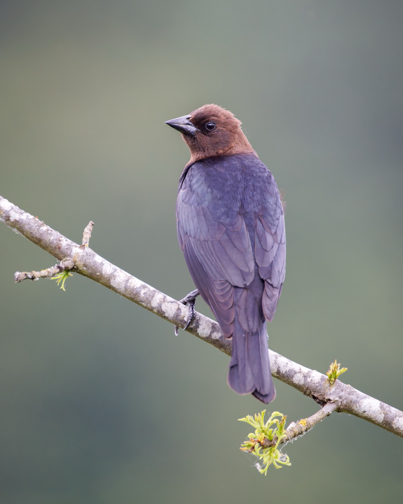 Brown-headed Cowbird