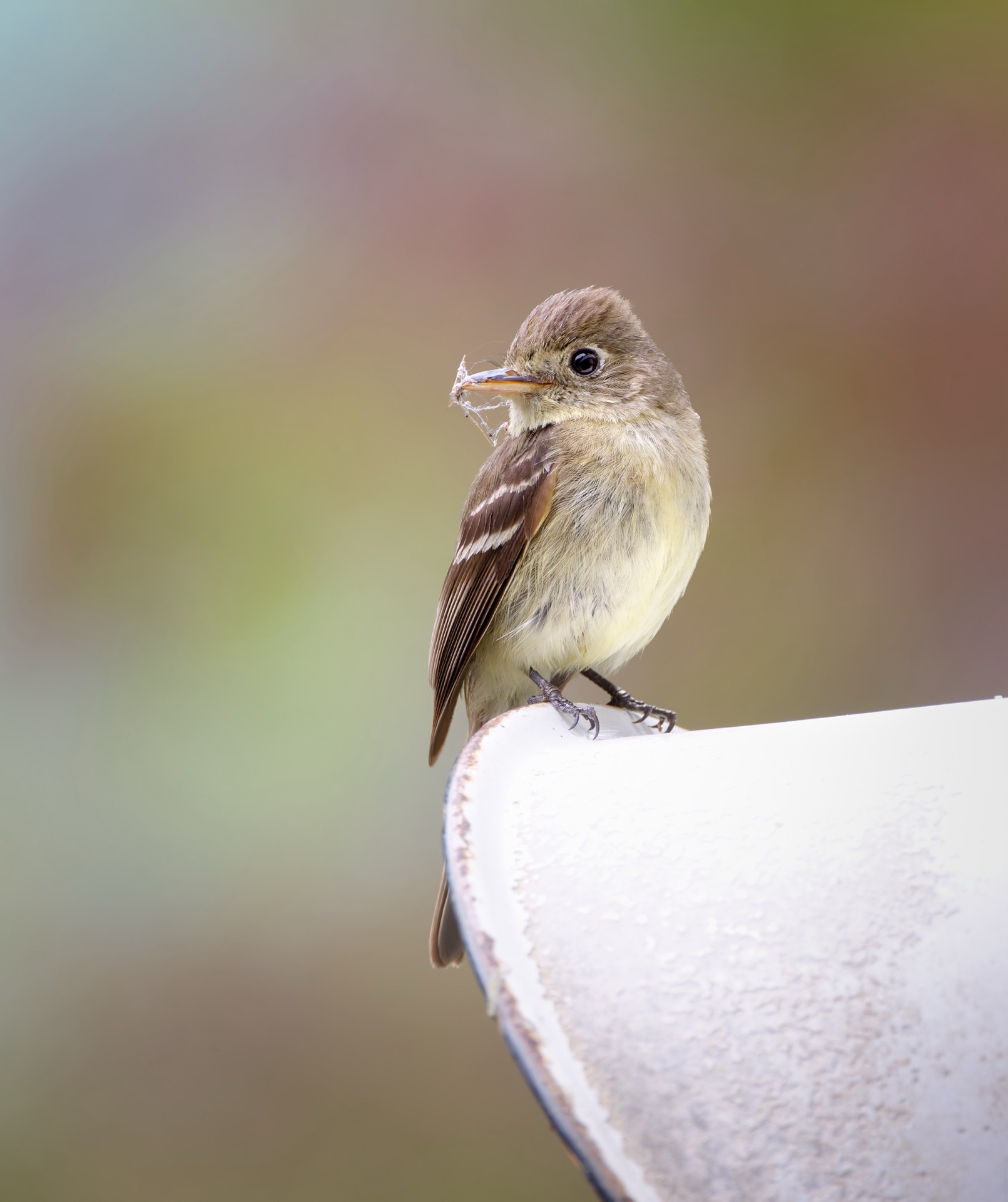Western Flycatcher