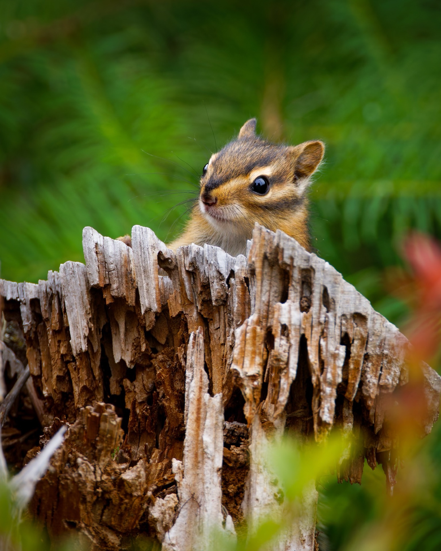 Townsend's Chipmunk