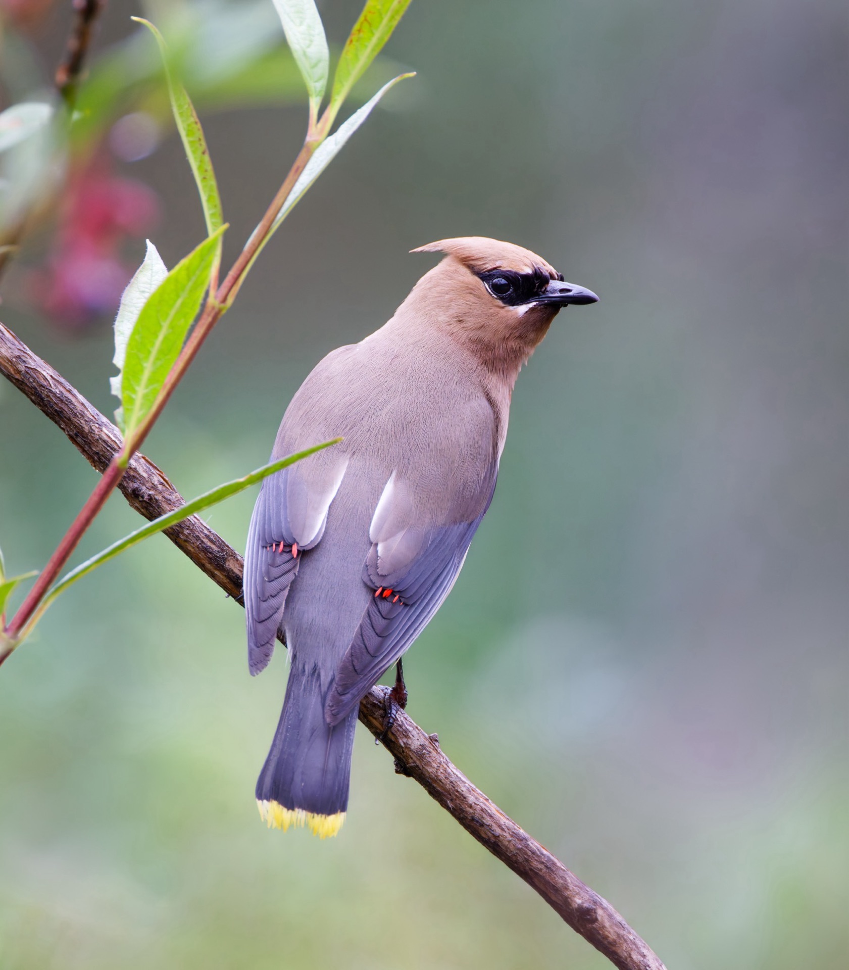 Cedar Waxwing