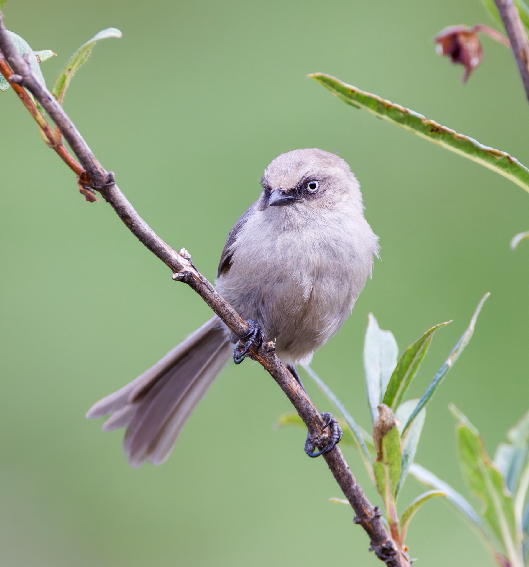 Bushtit