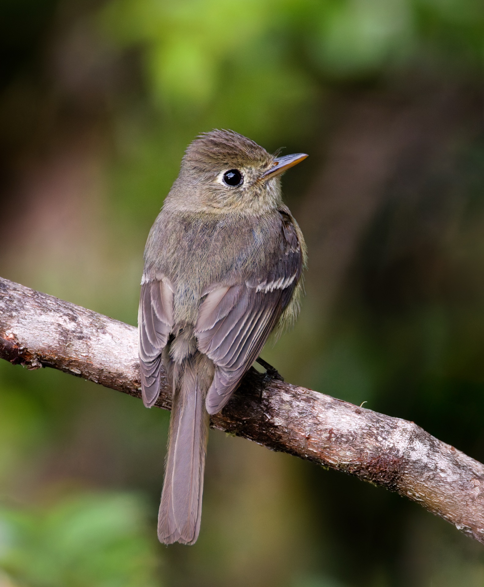 Western Flycatcher