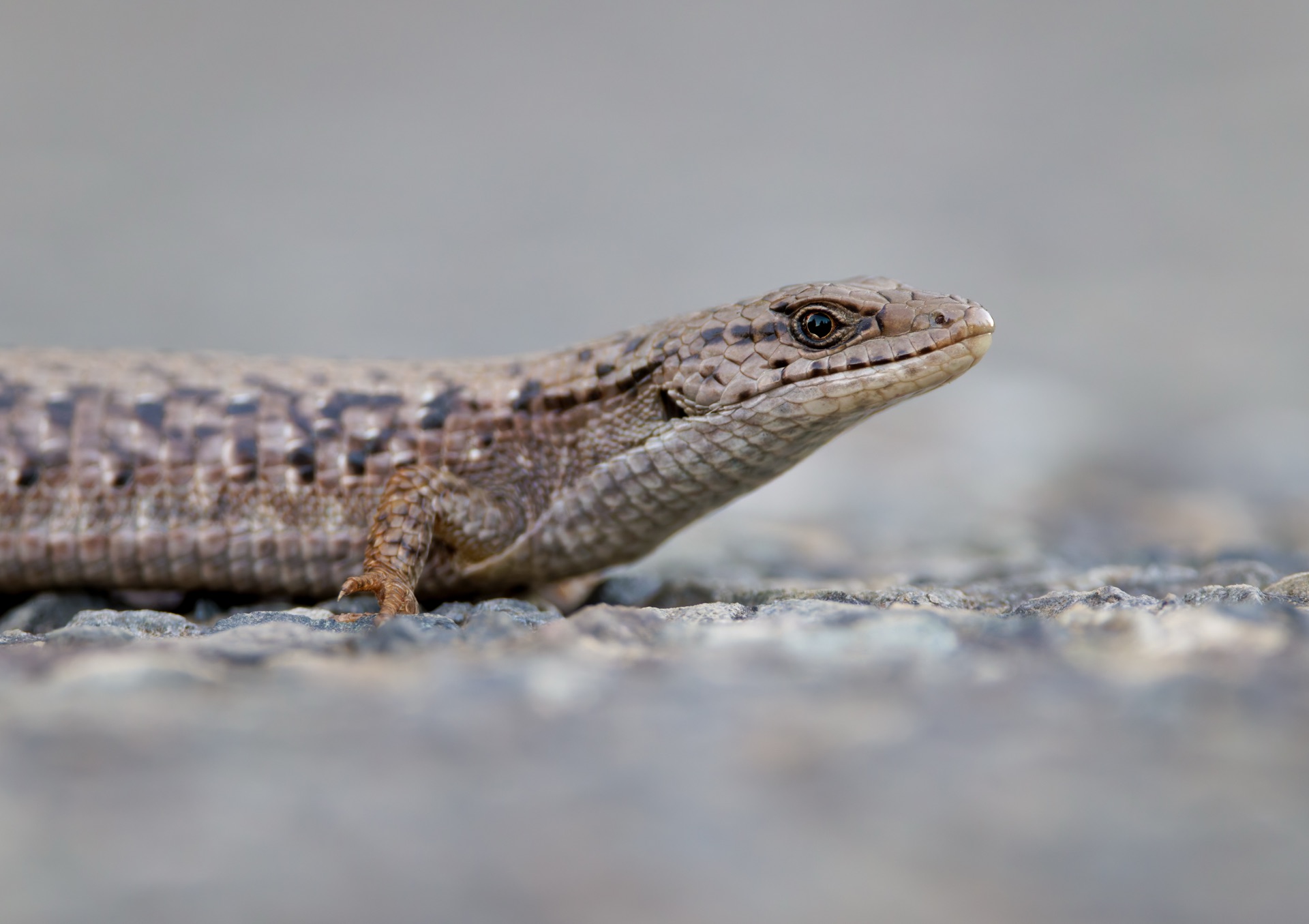 Northern Alligator Lizard