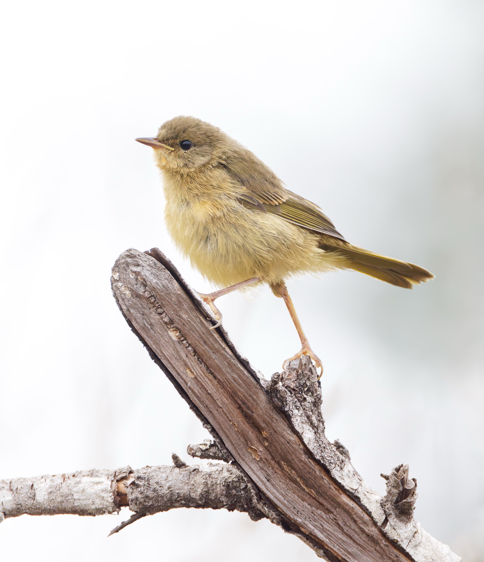 Common Yellowthroat