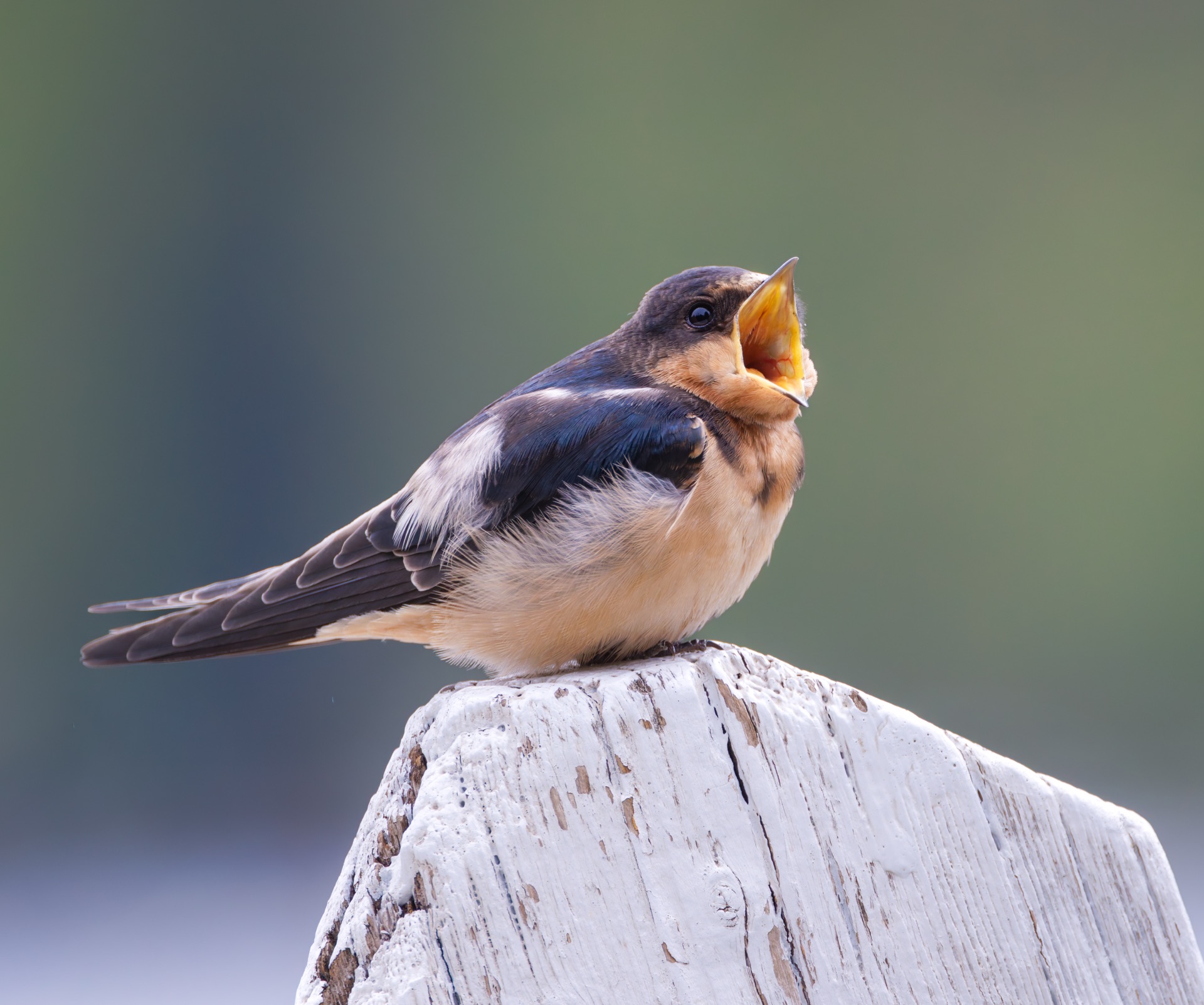 Barn Swallow