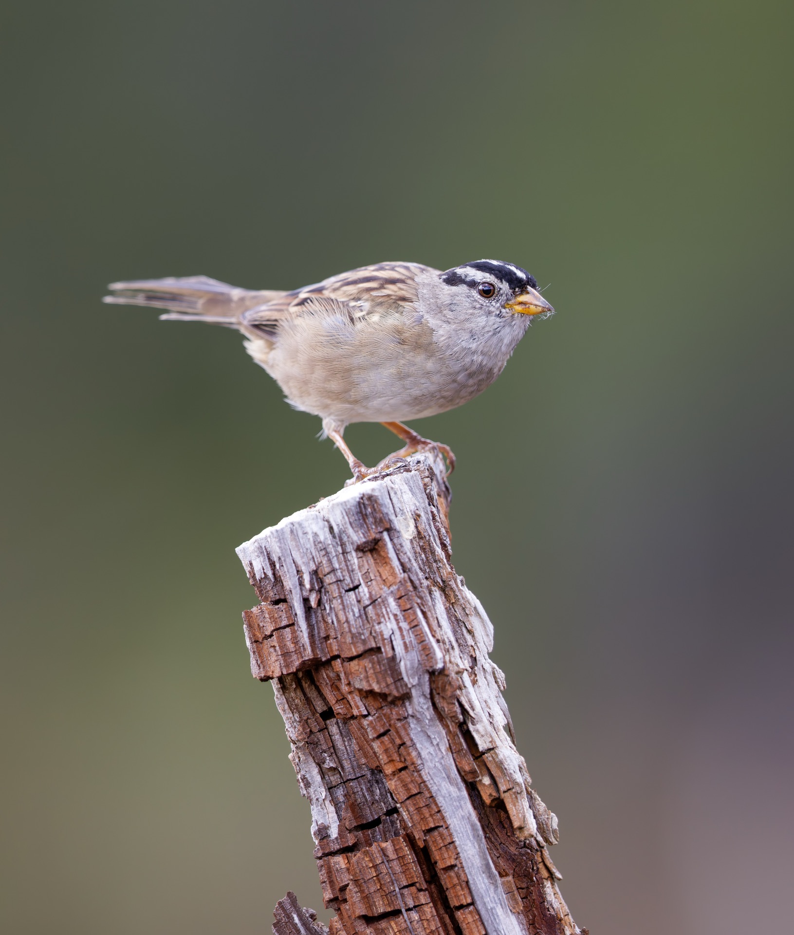 White-crowned Sparrow