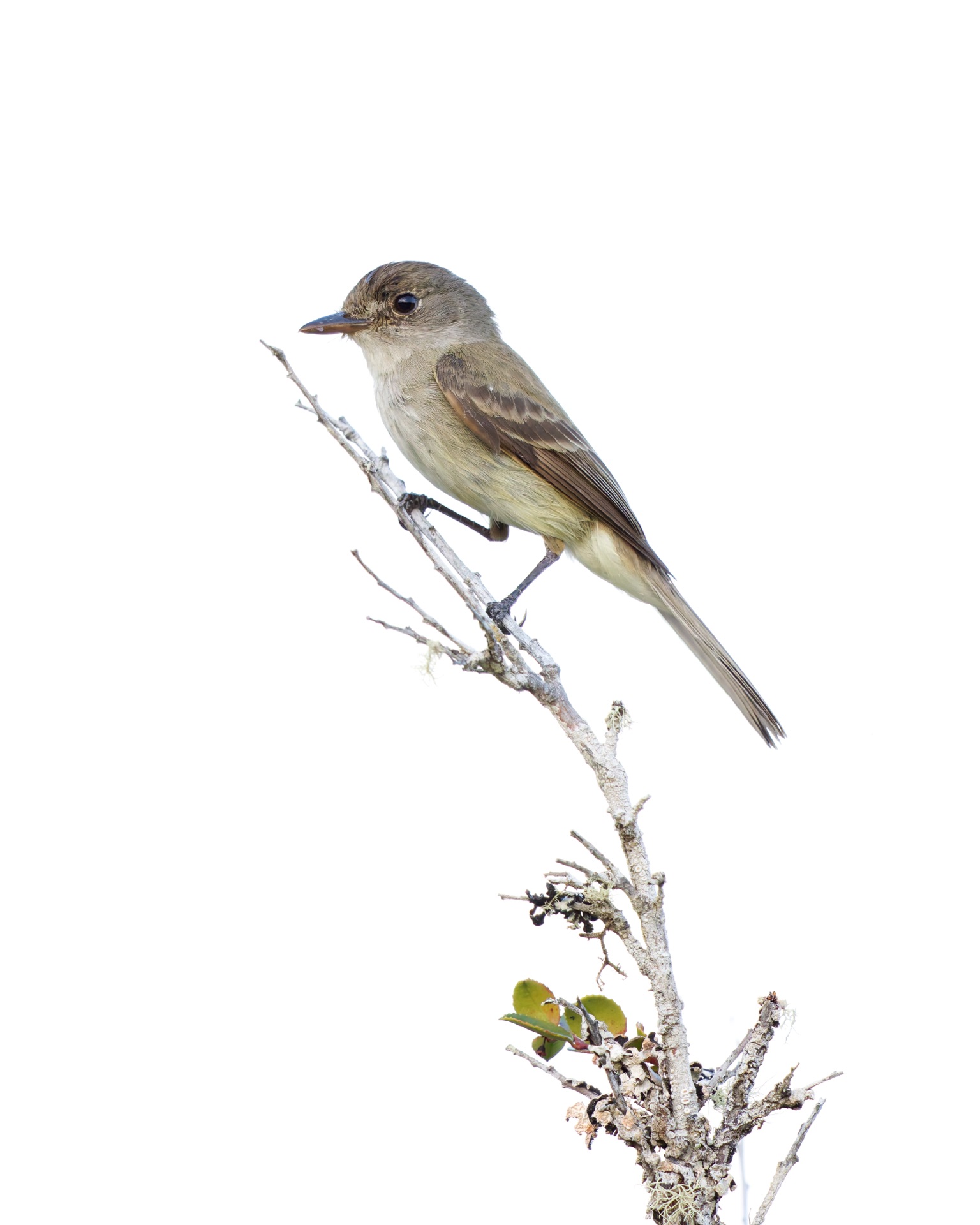 Willow Flycatcher