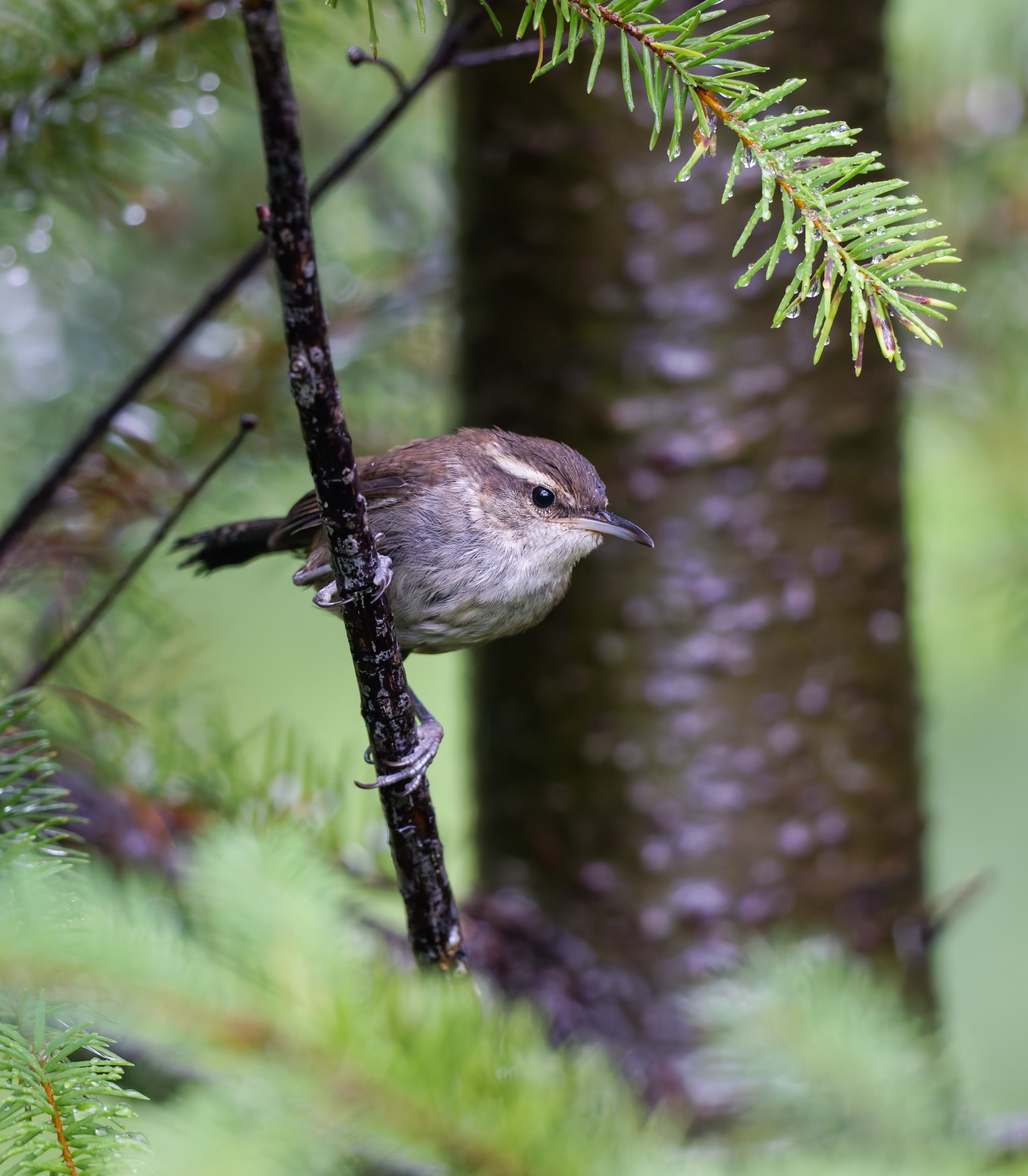 Bewick's Wren