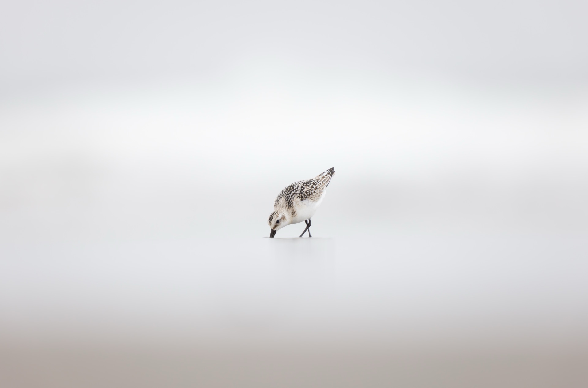 Sanderling