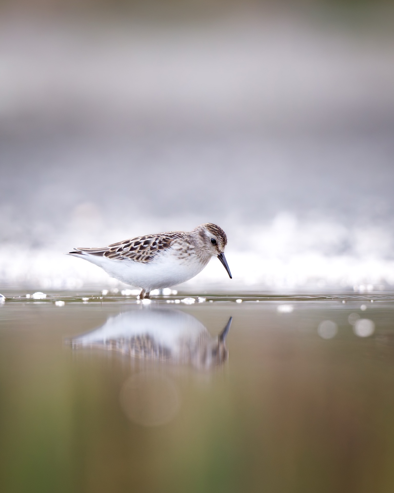 Least Sandpiper