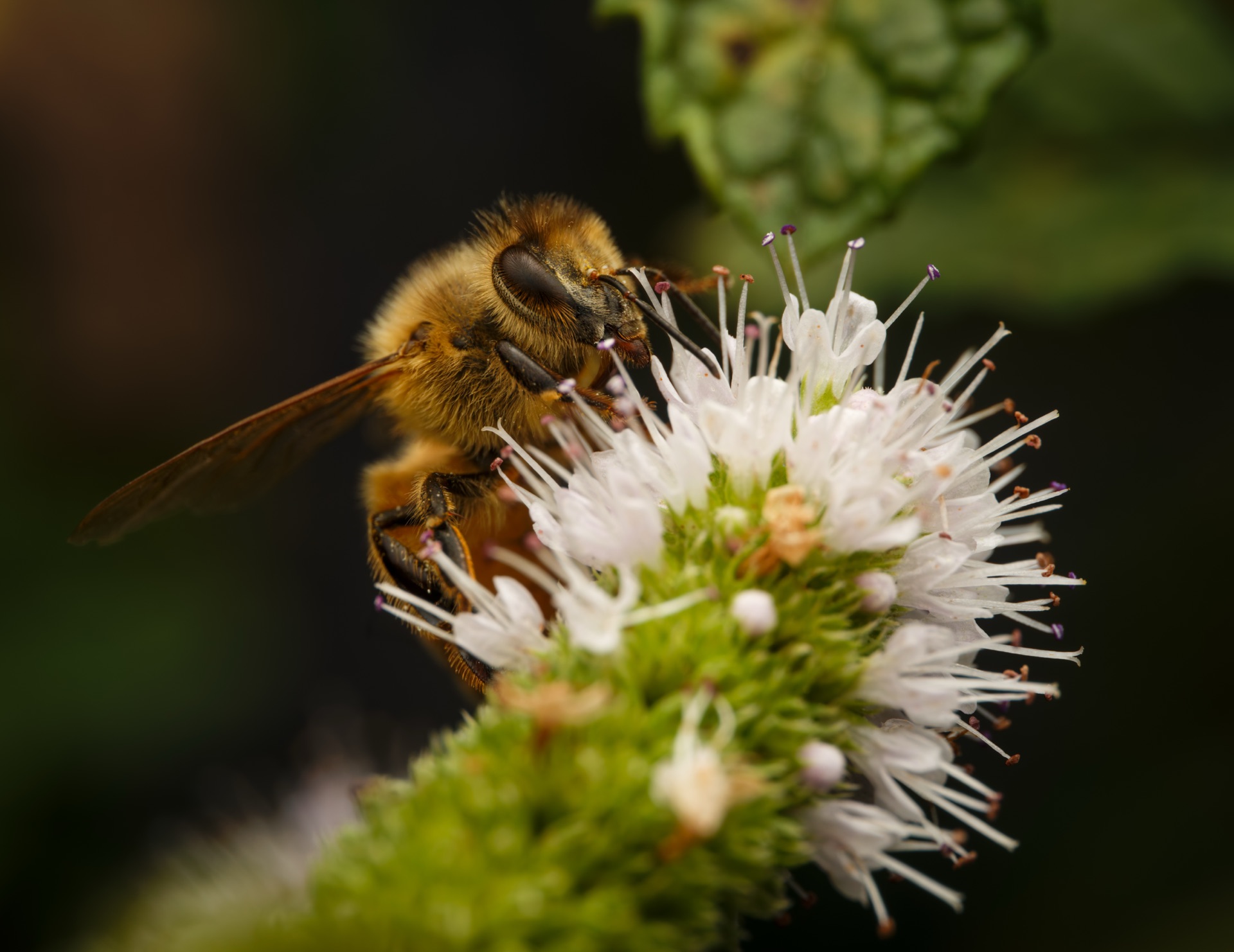 Honey Bee