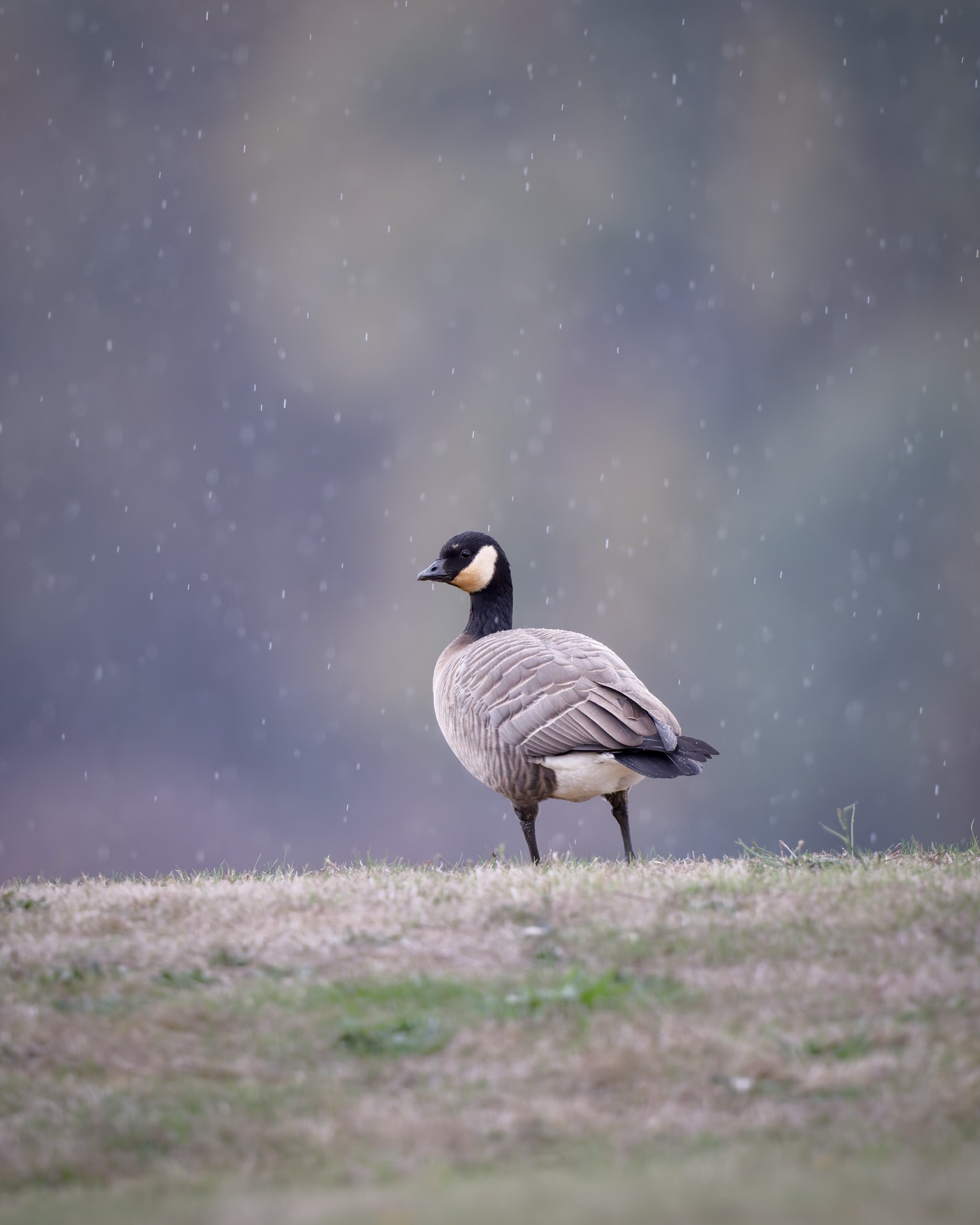 Cackling Goose