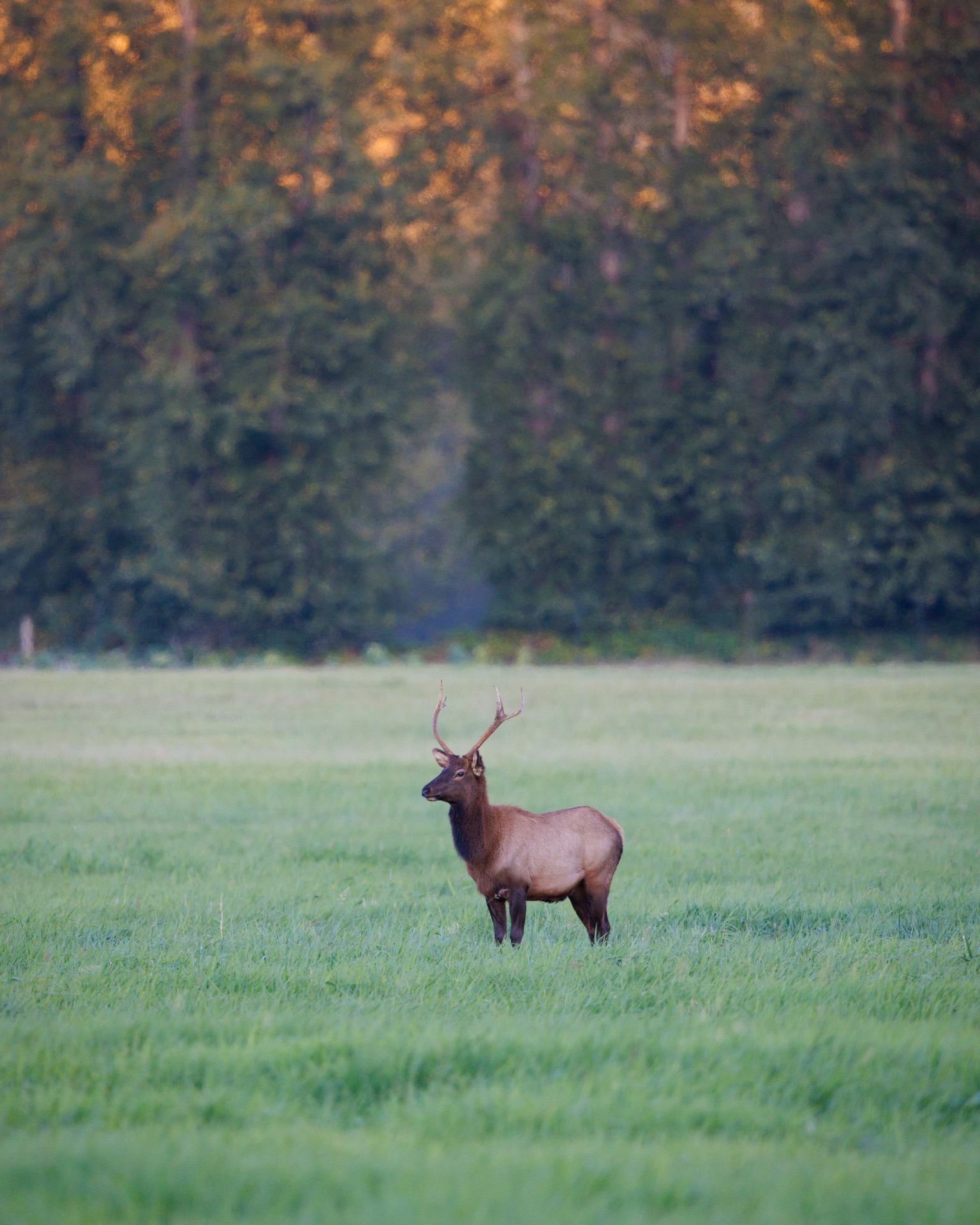 Elk