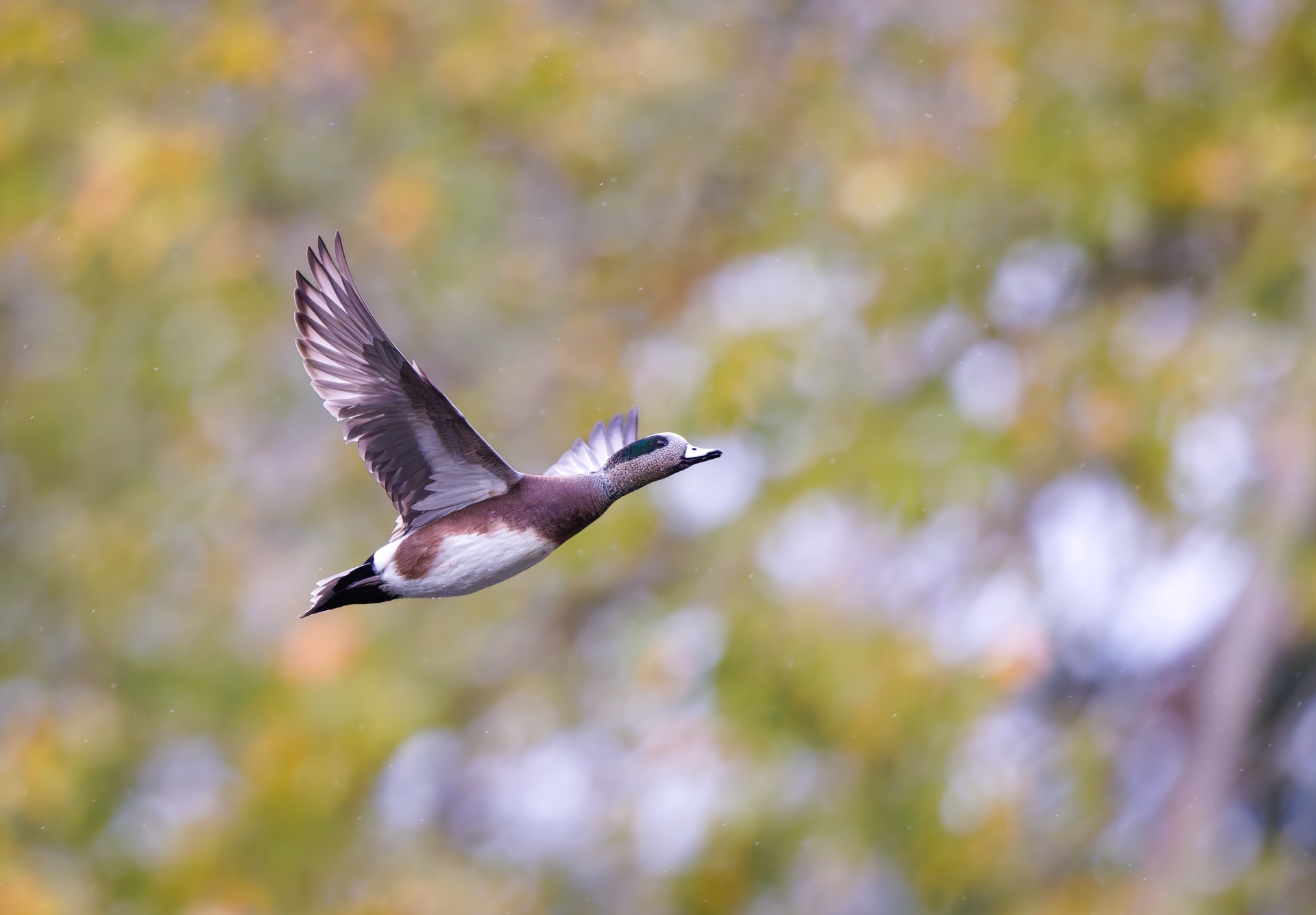 American Wigeon