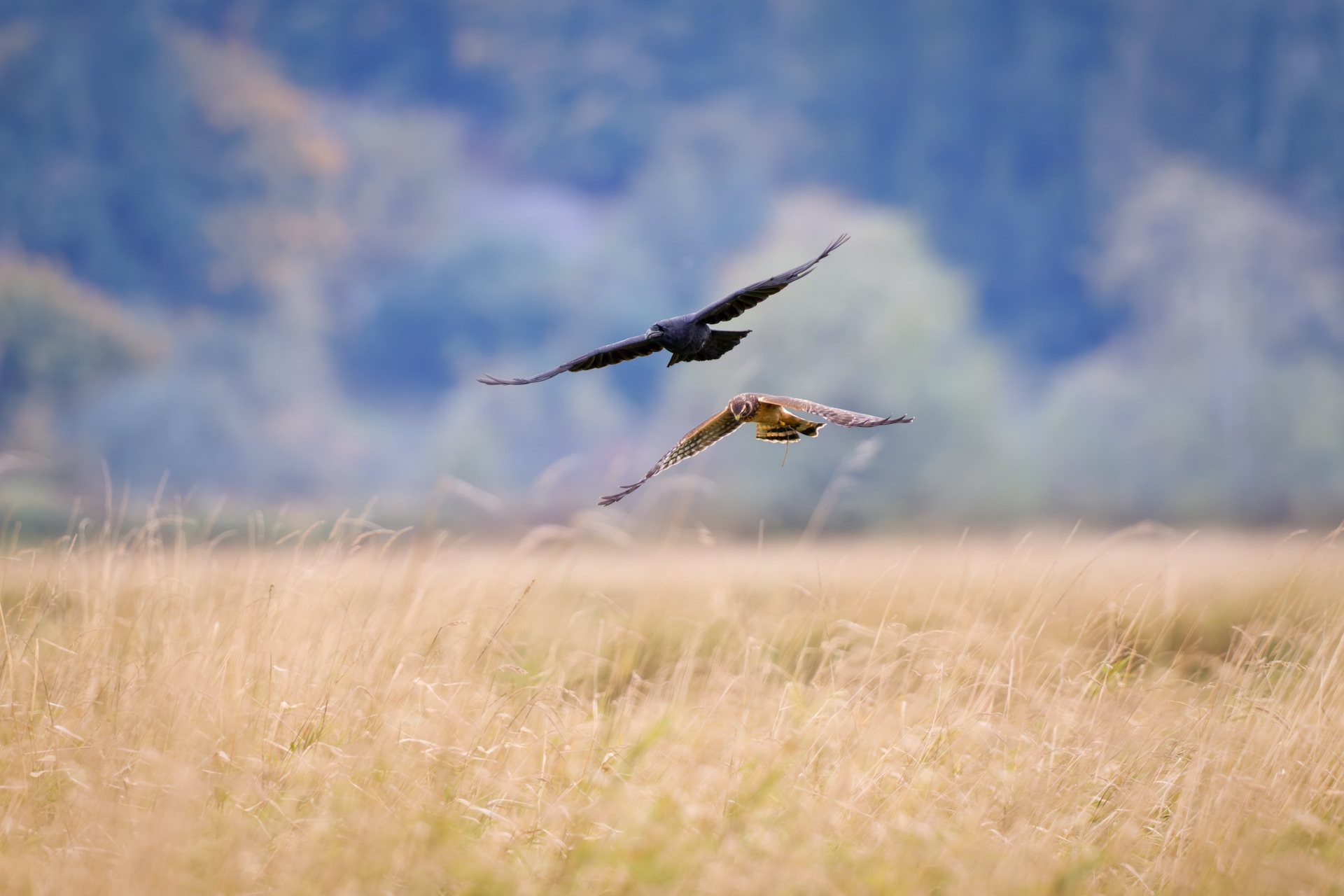 Harrier & Raven