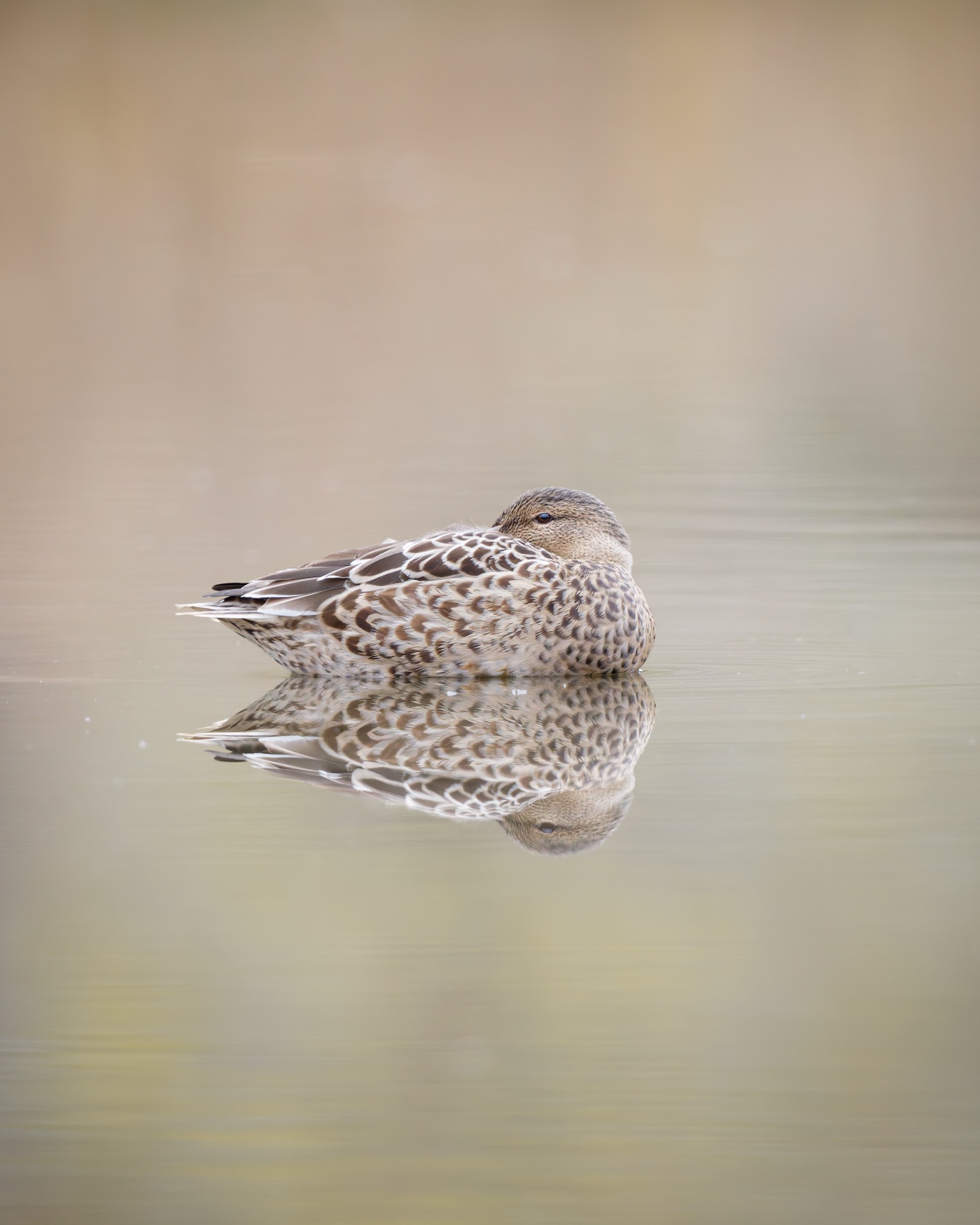 Northern Shoveler