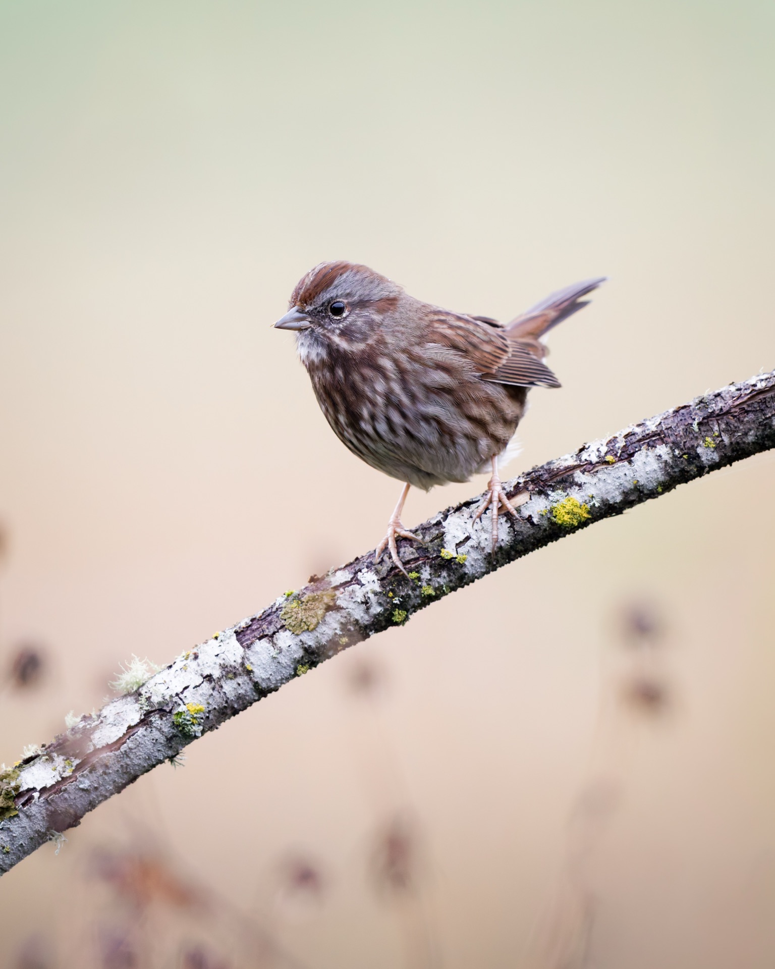 Song Sparrow