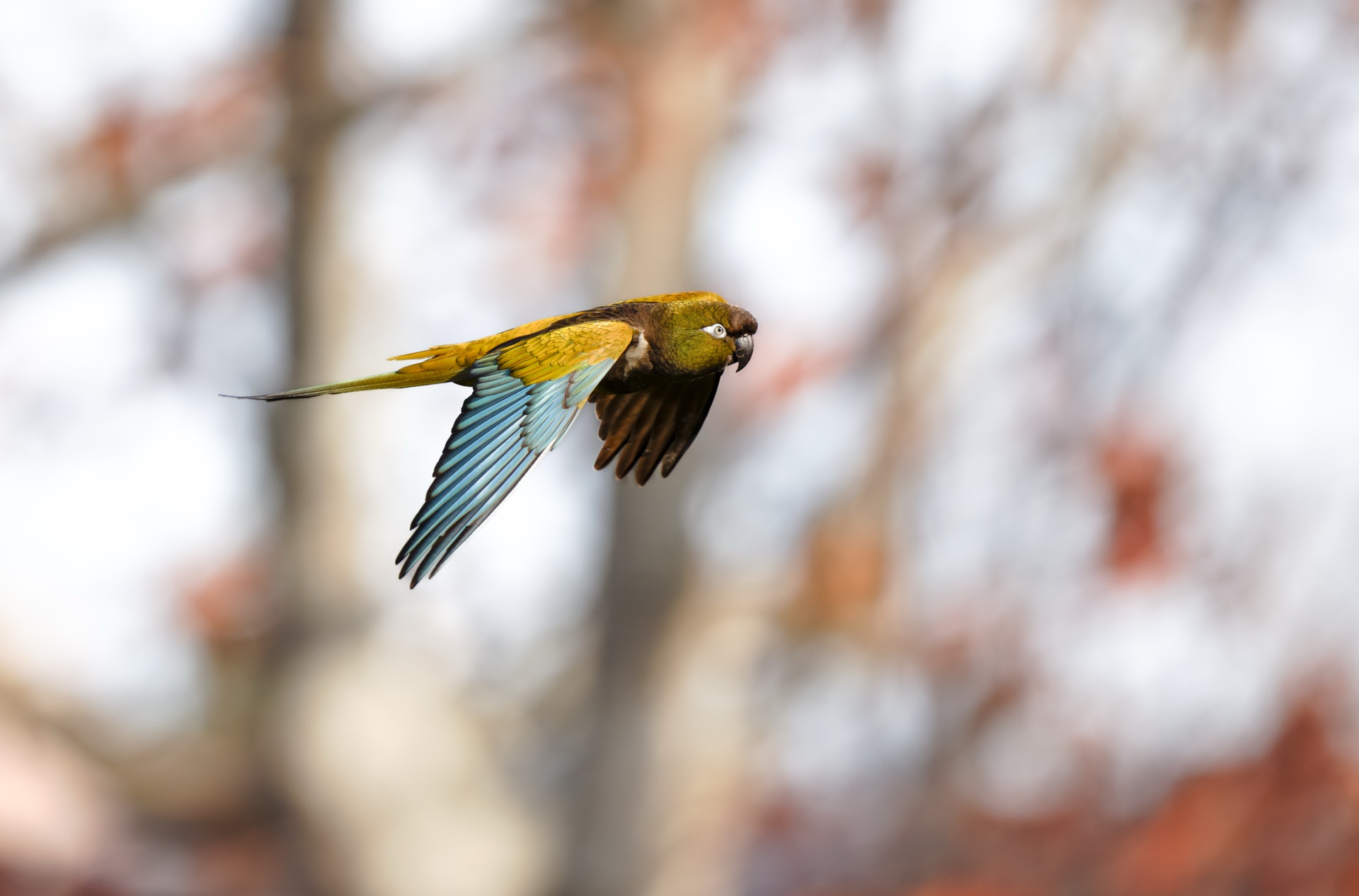 Burrowing Parakeet