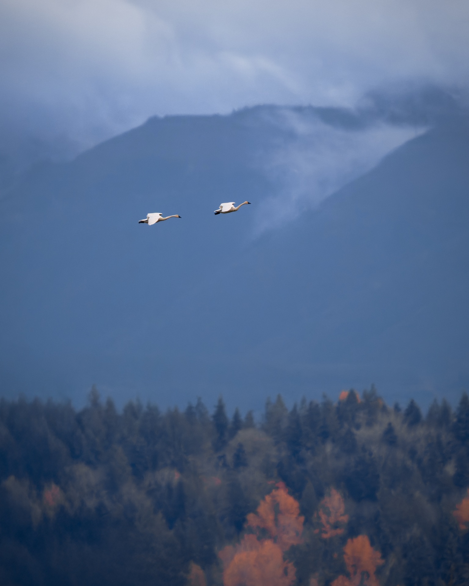 Trumpeter Swans