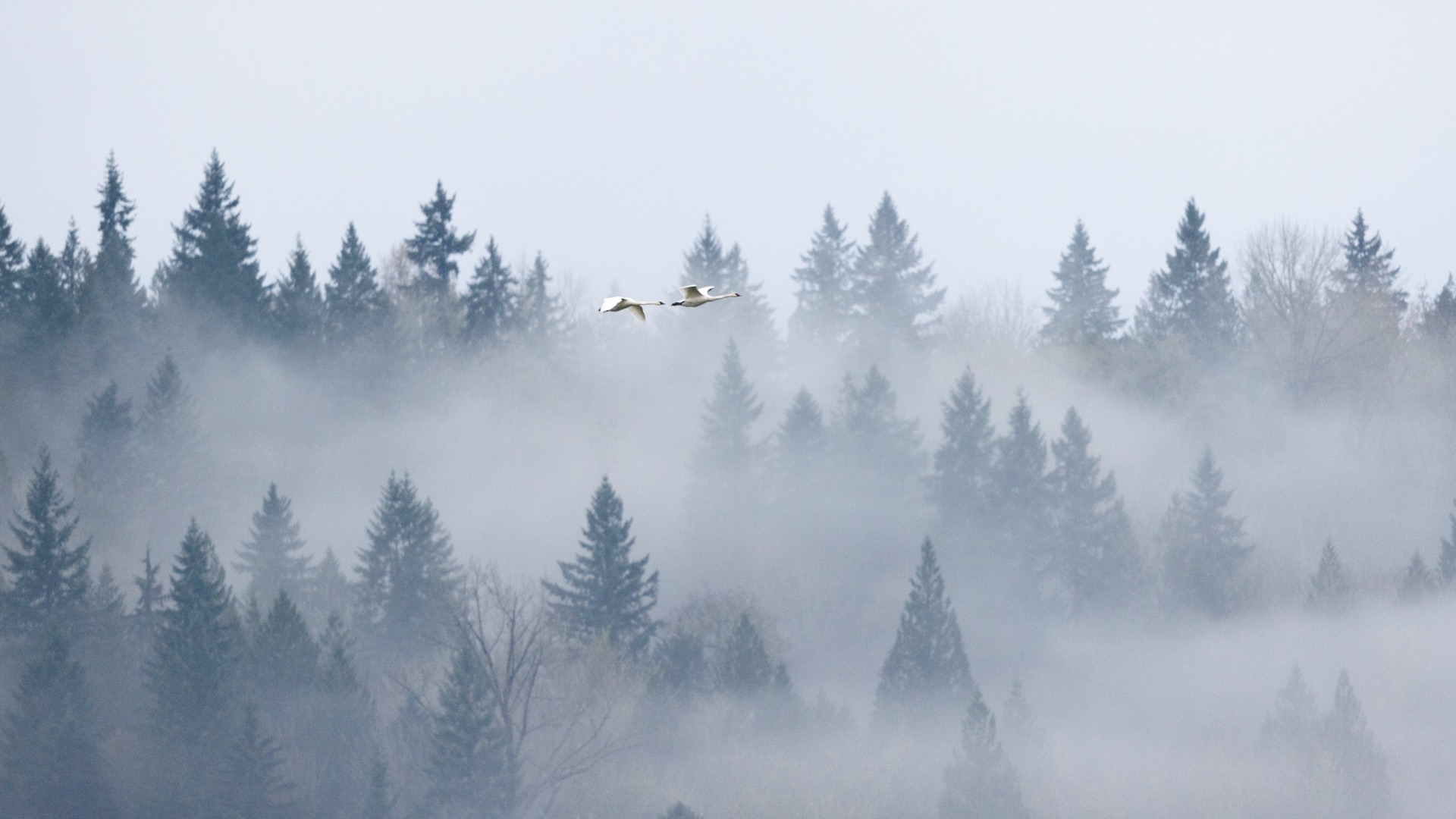 Trumpeter Swans