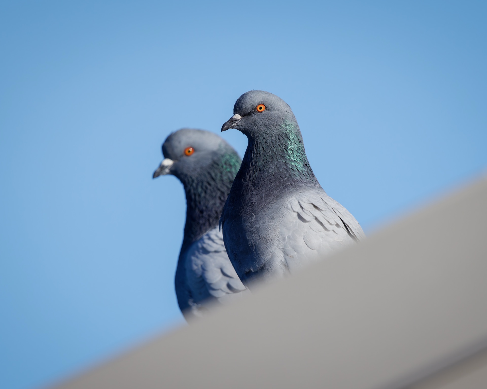 Rock Pigeons