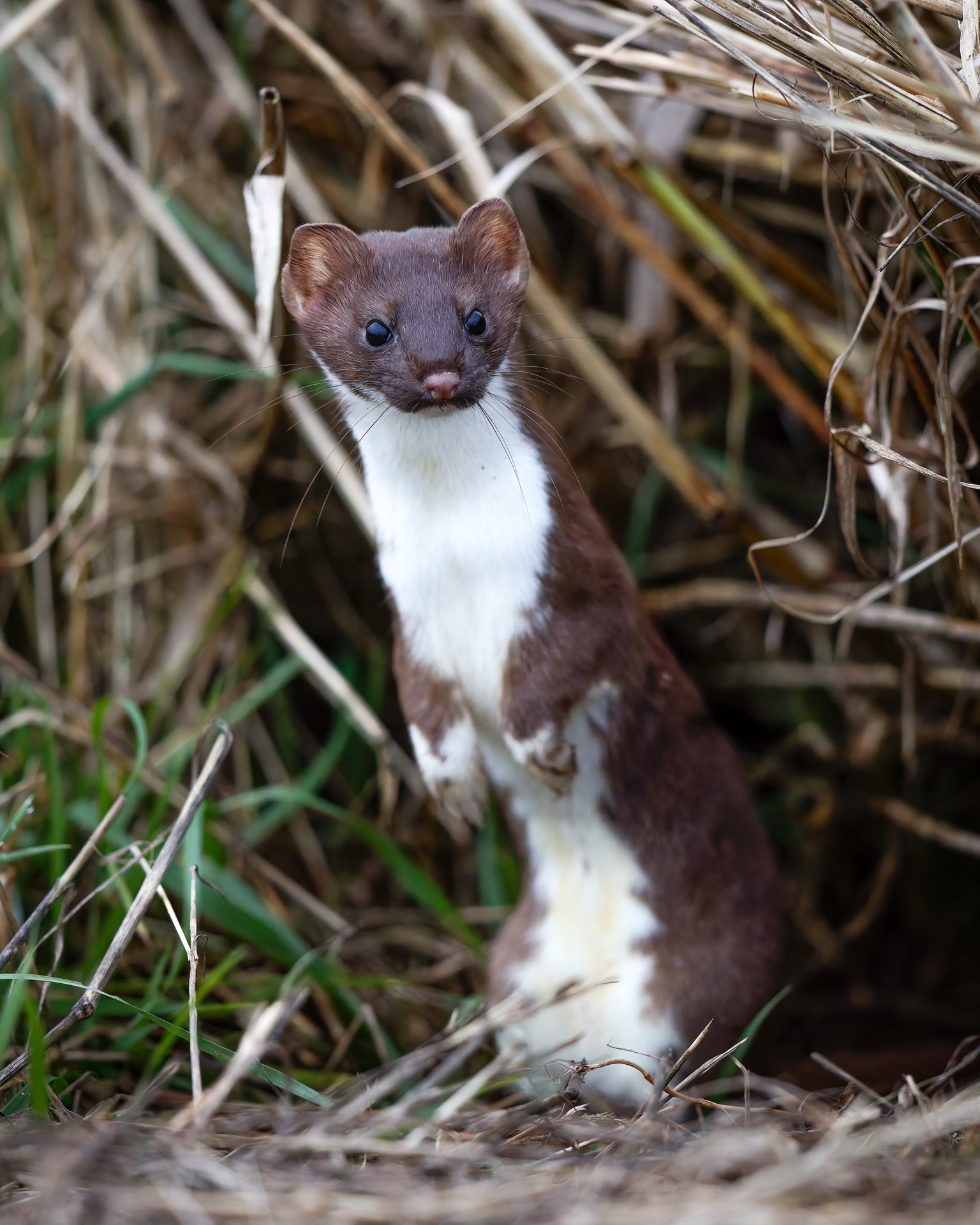 Long-tailed Weasel