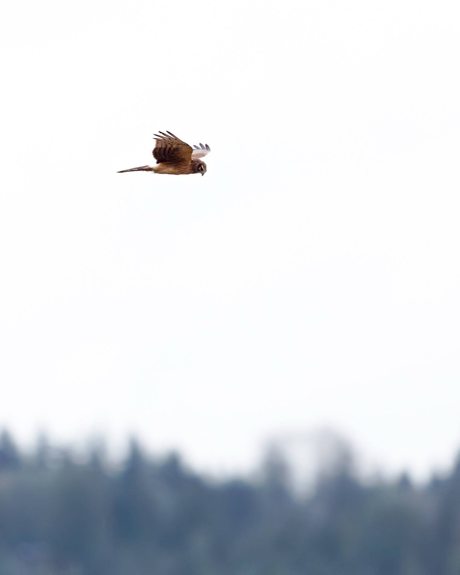 Northern Harrier