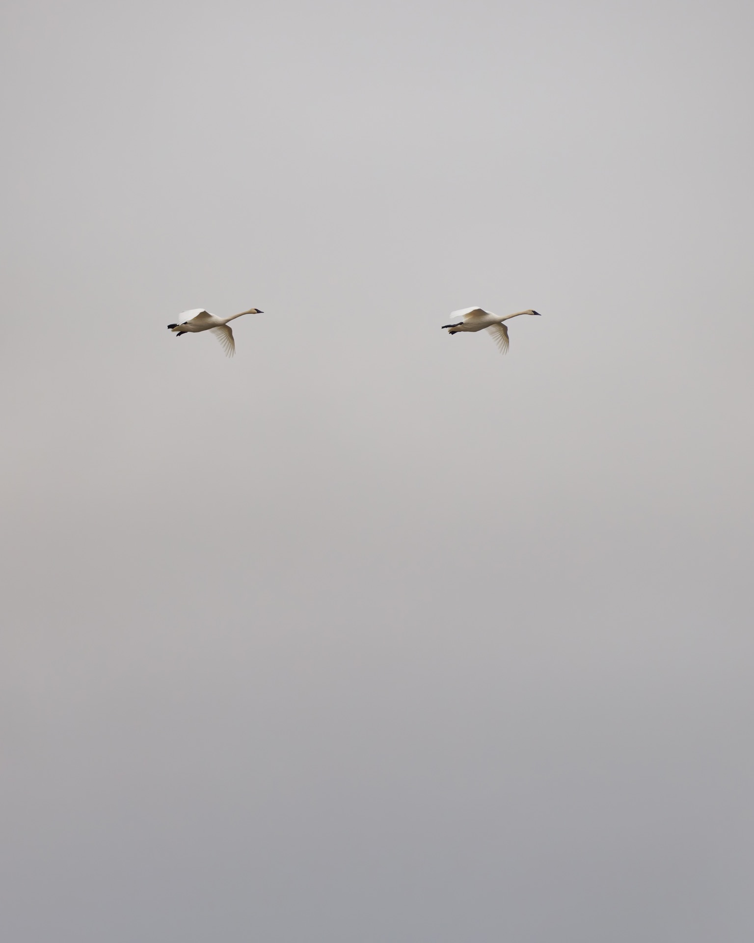 Trumpeter Swans
