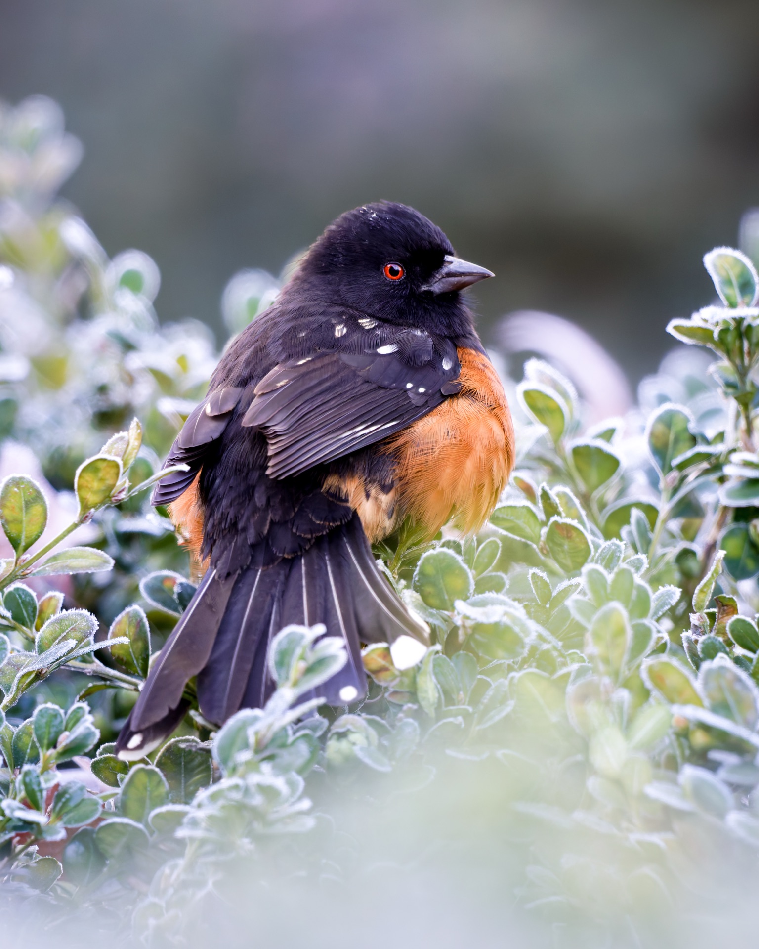 Spotted Towhee