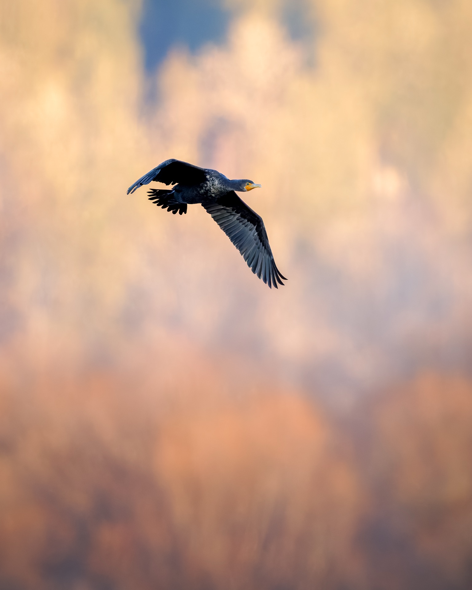 Double-crested Cormorant
